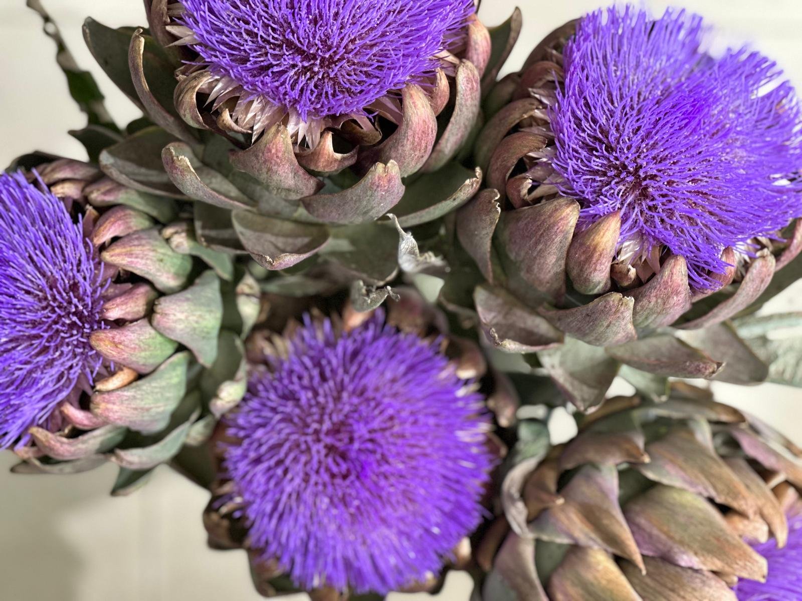 Cuisine vivante dans un gîte écologique en Occitanie, pensée comme un soin pour retraites yoga et stages bien-être. Alimentation végétarienne, ayurvédique et naturopathique, issue du potager en permaculture. Location de gîte de groupe 15 personnes da