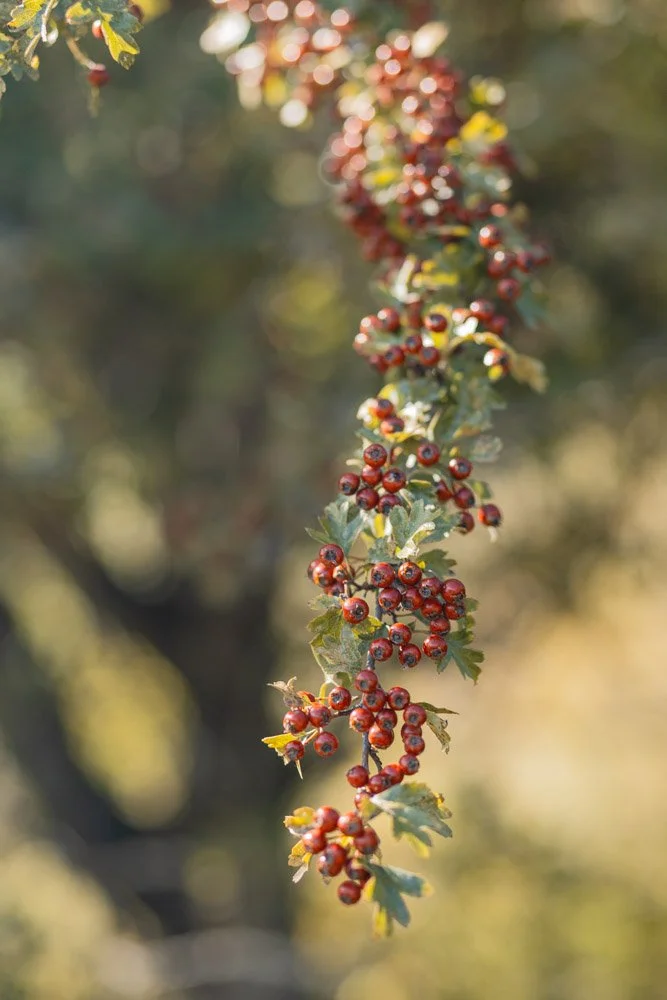 Le gîte de groupe est facilement accessible depuis la gare de Limoux en 30 minutes.