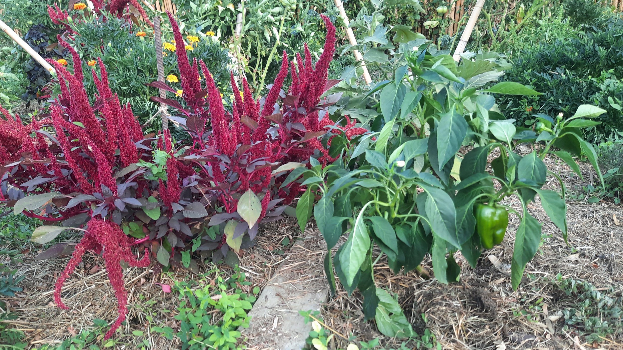 Route vers un lieu de retraite yoga en Occitanie, gîte écologique en pleine nature dans l’Aude. Accès simple en voiture depuis Toulouse et Montpellier.