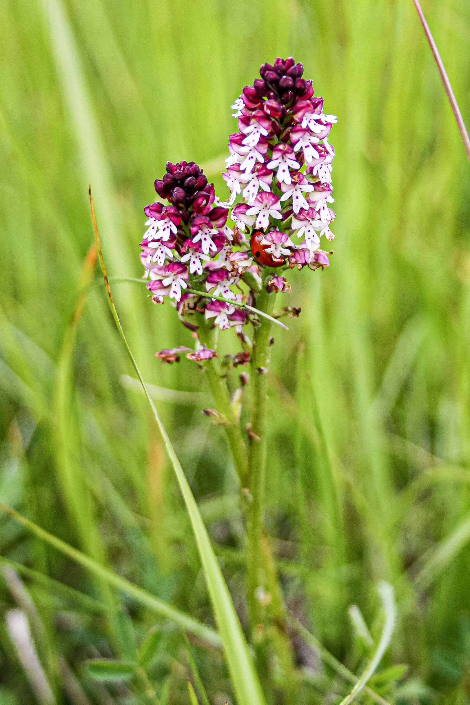 Gîte écologique en Occitanie avec espaces extérieurs propices à la pratique et au repos. Terrasses, étangs et forêt accompagnent retraites yoga, stages et séjours nature. Hébergement de groupe 15 personnes dans l’Aude.