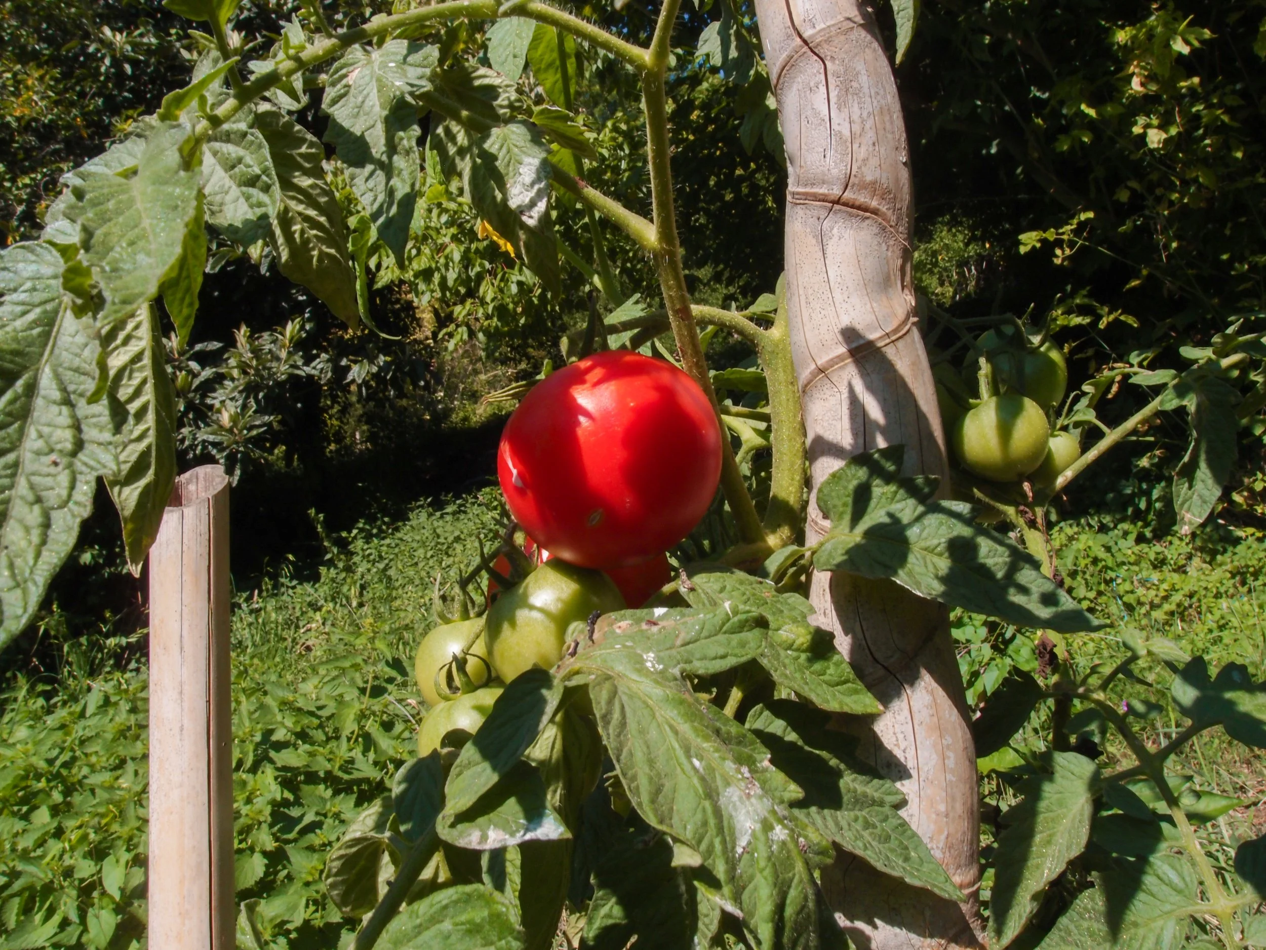 Gite à la Ferme à proximité de Limoux. Hébergement pour groupe de 15 personnes. Parfait pour des retraites et stages de groupe.