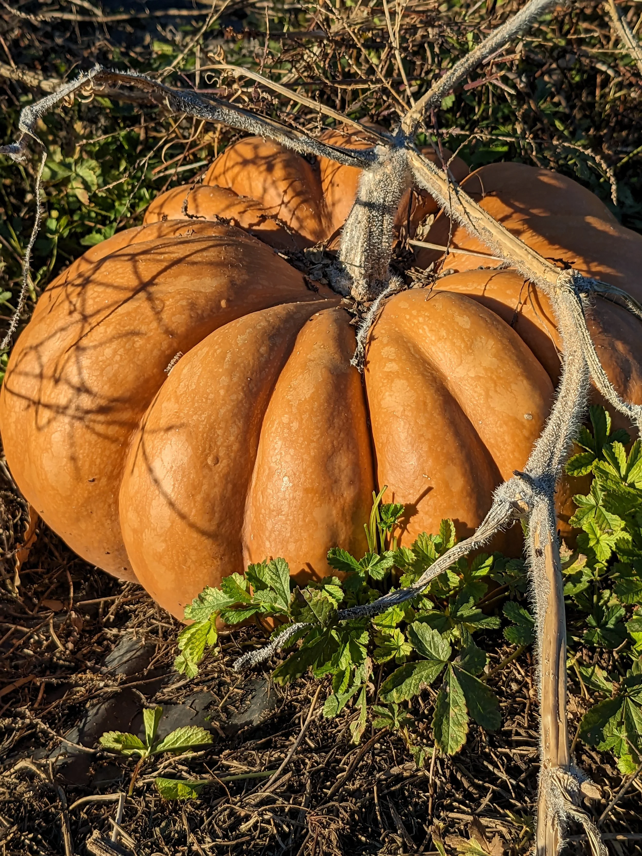 Recette ayurvédique simple préparée dans un gîte écologique en Occitanie pour retraites yoga et stages bien-être. Variations ayurvédiques selon saison et digestion, cuisine végétarienne consciente. Location de gîte de groupe 15 personnes dans l’Aude,