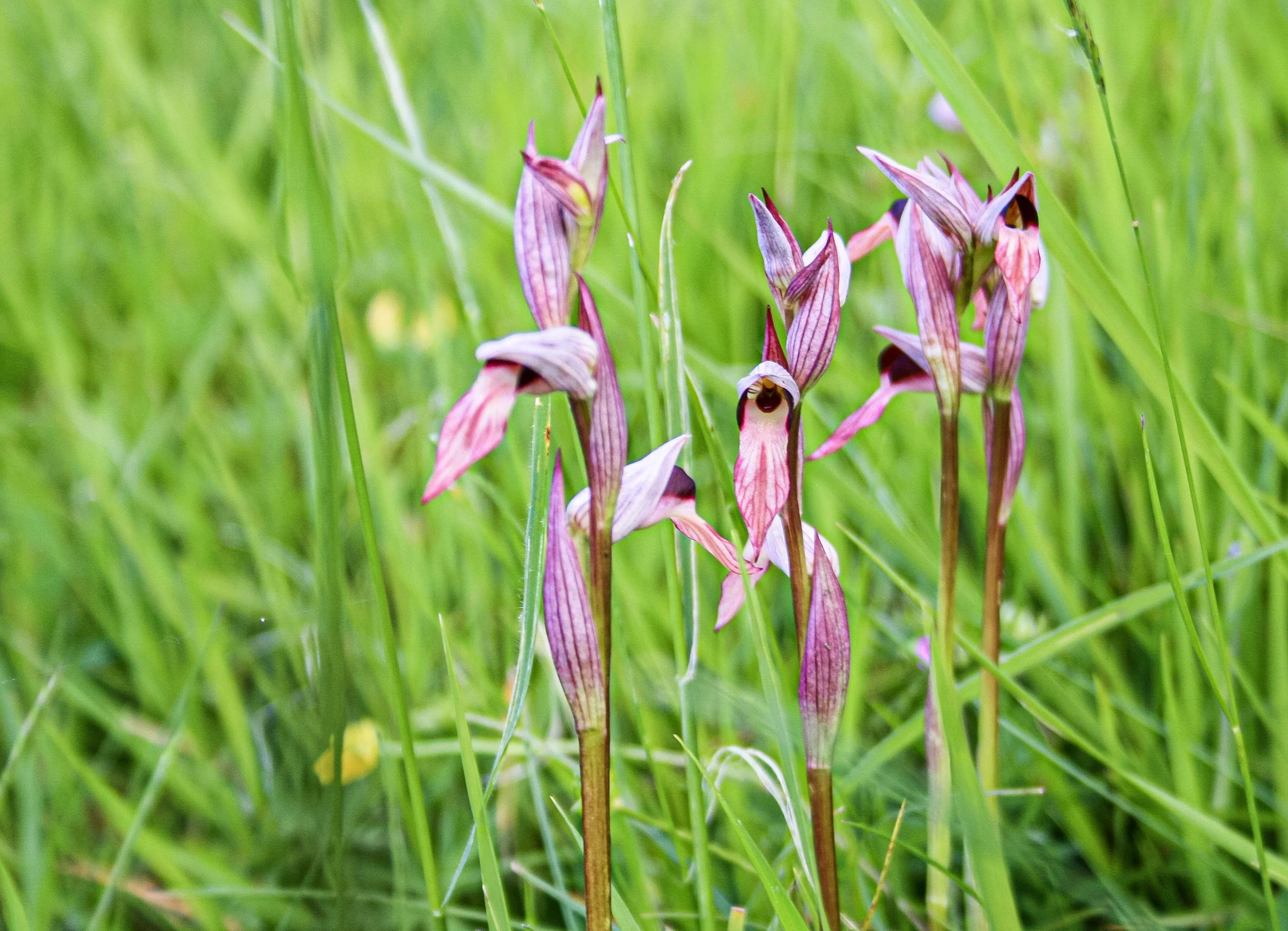 Gîte de groupe en Occitanie offrant des espaces extérieurs vivants pour retraites yoga et stages bien-être. Terrasses, étangs et forêt soutiennent les pratiques et les temps de silence. Location de gîte écologique 15 personnes dans l’Aude, proche Tou