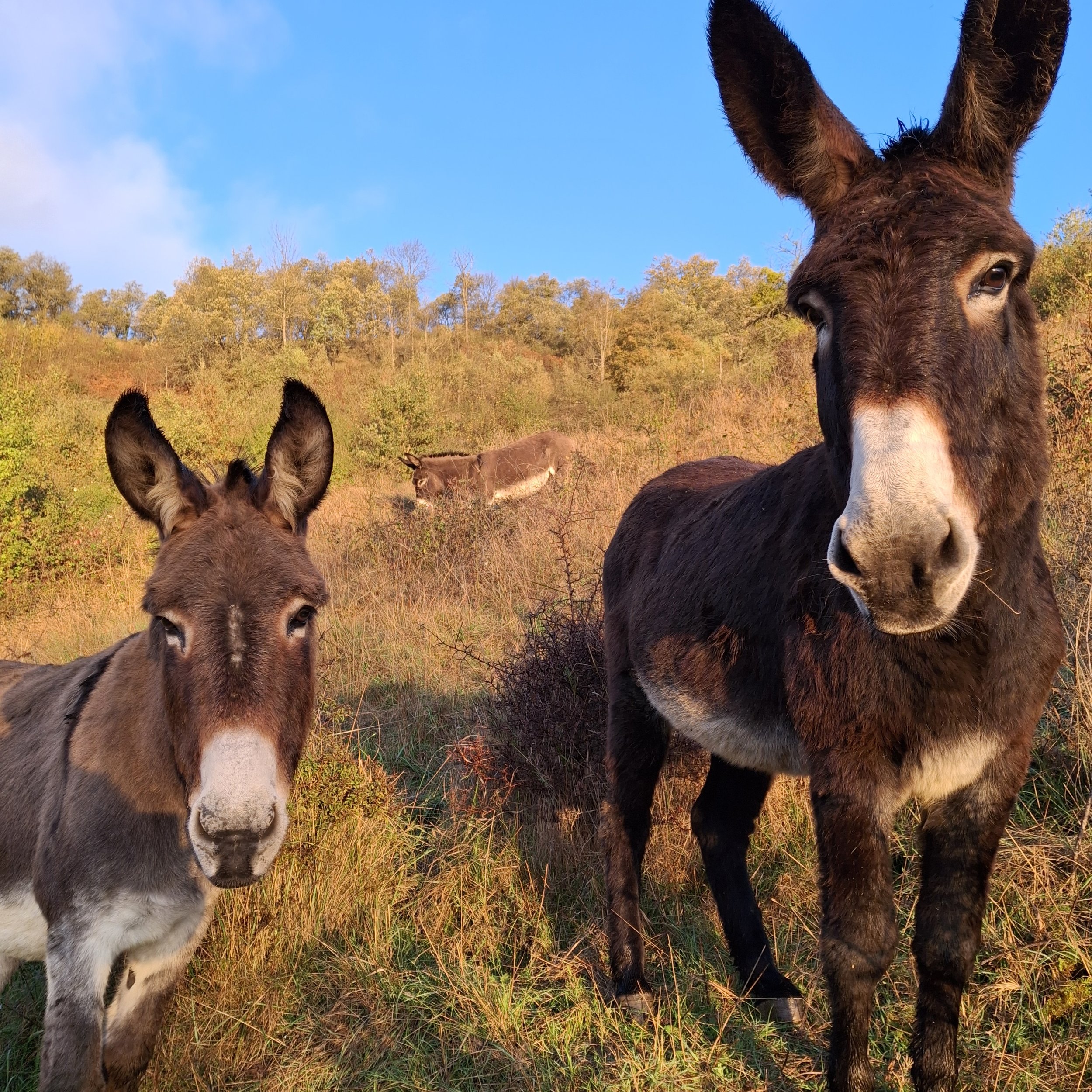 Lieu de retraite yoga en Occitanie proposé en privatisation complète. Écolieu rural avec salle, hébergement et nature pour stages et formations. Gîte de groupe 15 personnes dans l’Aude.