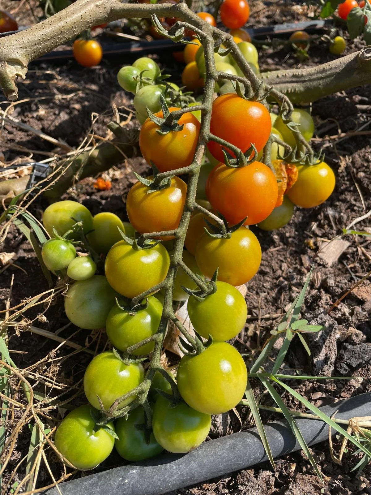 Produits de fermes locales pour un écolieu en Occitanie accueillant retraites et stages. Circuits courts, bio, saisonnalité et cuisine consciente. Gîte écologique 15 personnes dans l’Aude.