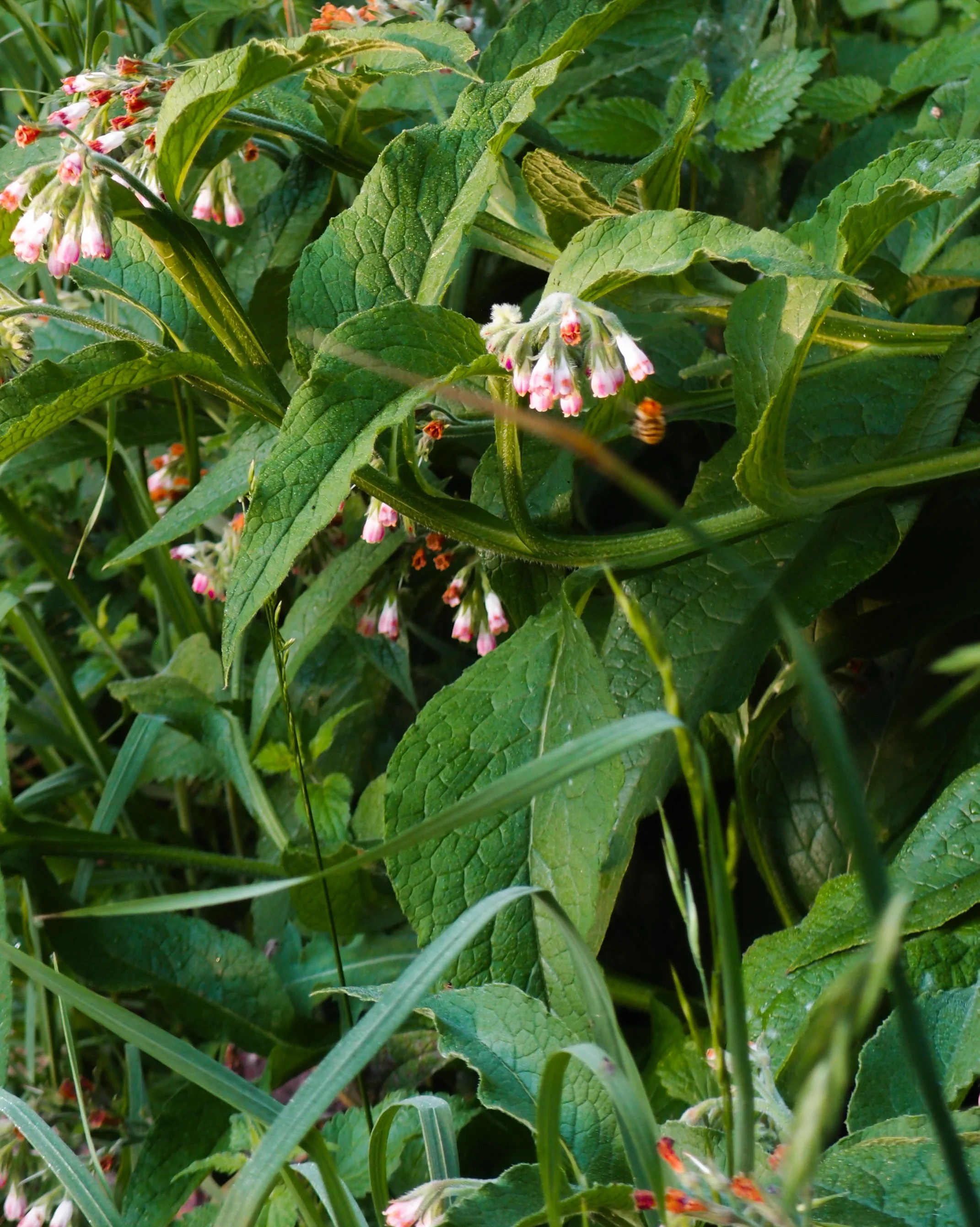 Domaine de charme pour groupes, à 30 minutes de la gare de Limoux en voiture.