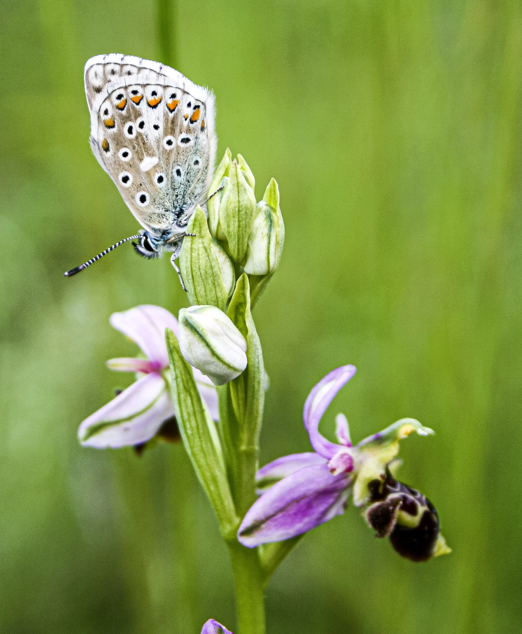 Faune et flore d’un lieu de retraite en Occitanie, pensées comme une cohabitation plutôt qu’un décor. Forêt de dix hectares et étangs naturels soutiennent les séjours de ressourcement. Gîte de groupe dans l’Aude.