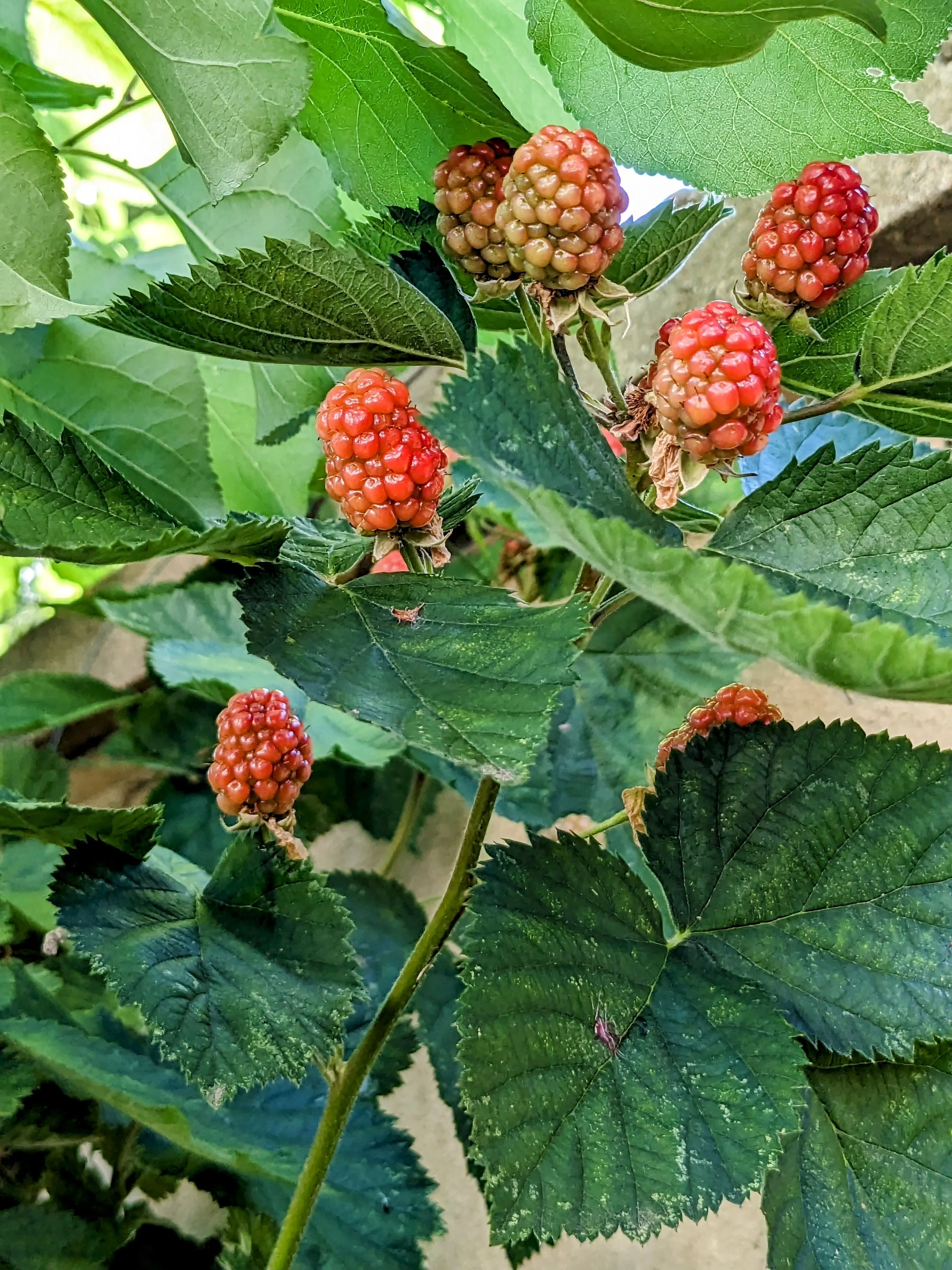 Écosystème vivant d’un écolieu rural en Occitanie, composé de forêt, d’étangs et de prairies. Un cadre naturel pour retraites yoga, stages et séjours collectifs. Location de gîte écologique 15 personnes dans l’Aude, accessible depuis Toulouse et Mont