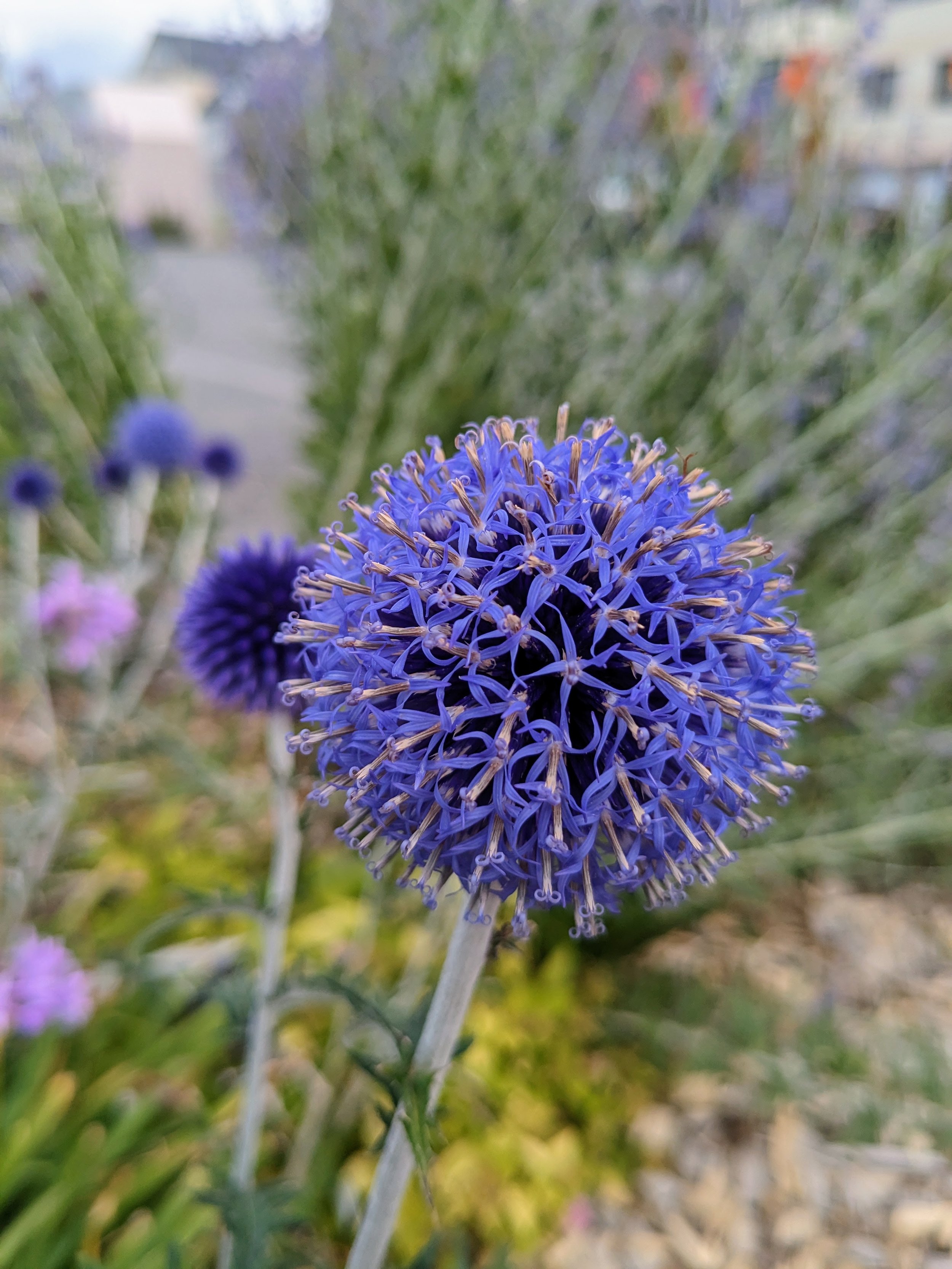 Faune discrète et flore libre autour d’un gîte écologique en Occitanie. Forêt de dix hectares, zones humides et biodiversité préservée soutiennent retraites yoga et stages bien-être. Location de lieu de stage dans l’Aude, entre Pyrénées et Ariège. Le