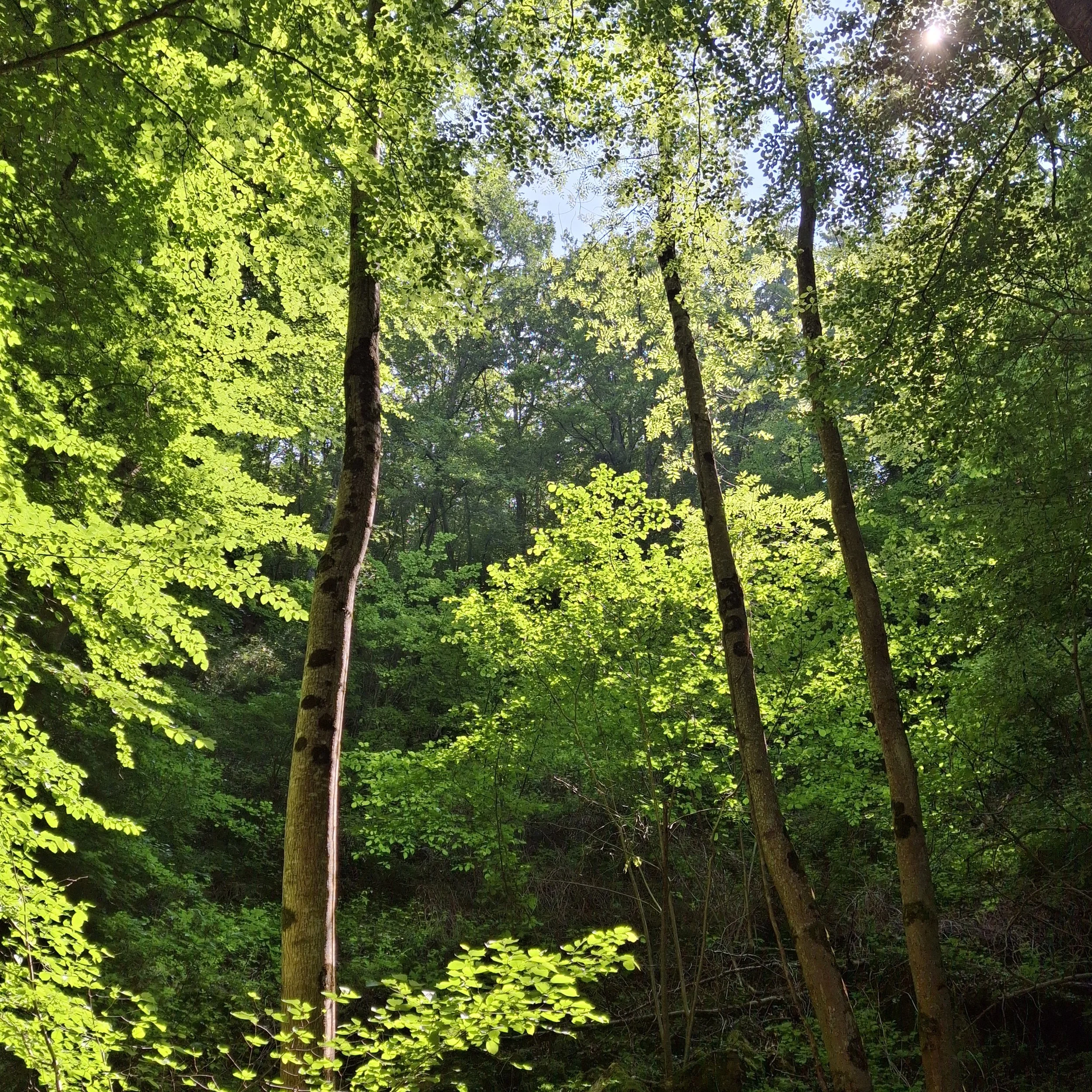 Lieu de stage et de retraite en Occitanie, issu d’une ferme construite il y a plus de 200 ans. Gîte de groupe 15 personnes, écolieu rural dans l’Aude, dédié aux retraites yoga et au développement personnel. Le domaine de Maynard fut la maison d'enfan