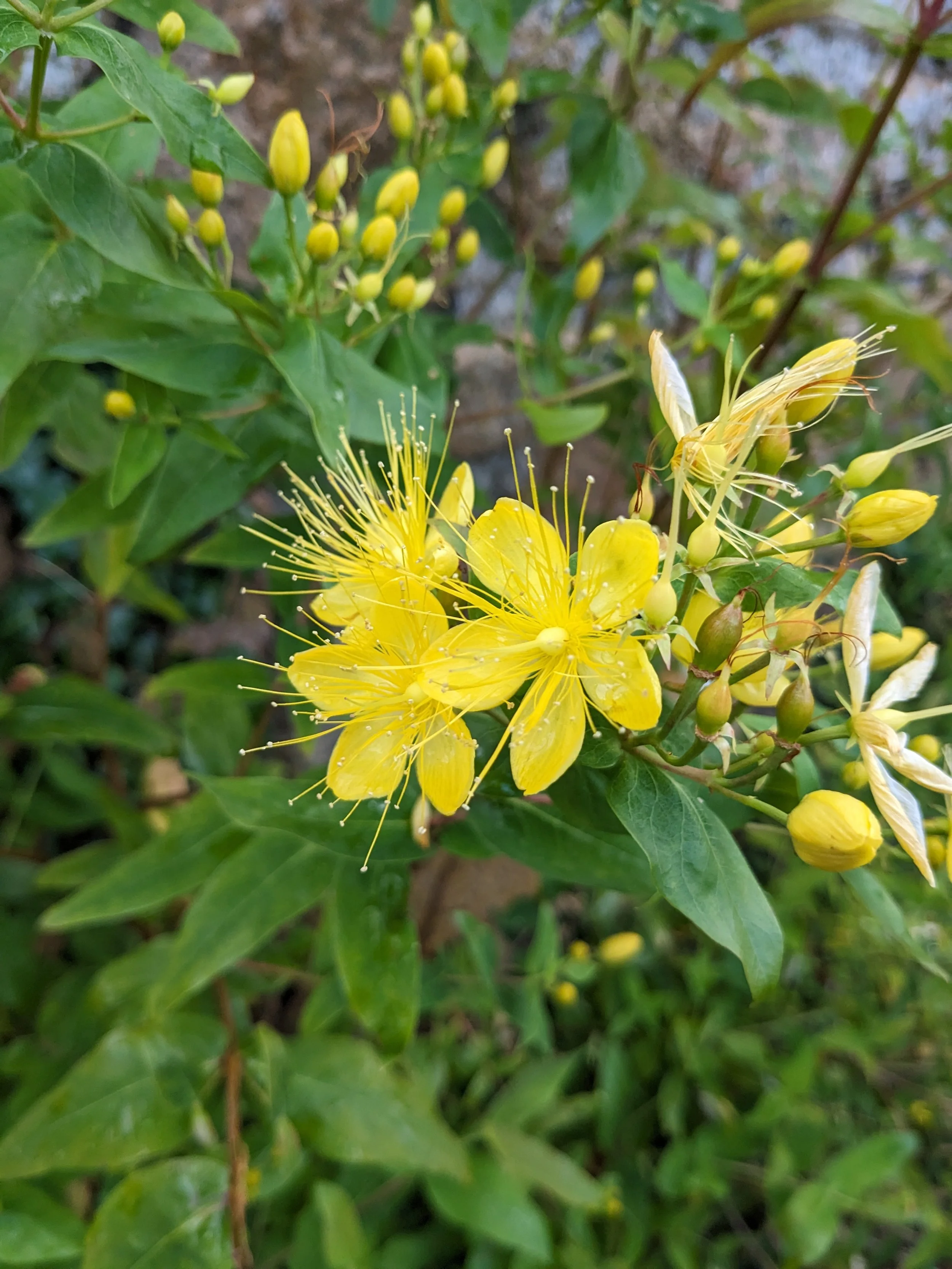 Salle de pratique en bois naturel et enduits terre-chaux dans un gîte écologique de groupe en Occitanie. Accueil de stages yoga, retraites bien-être et formations. Location de lieu de retraite dans l’Aude, entre forêt et premiers reliefs pyrénéens, à