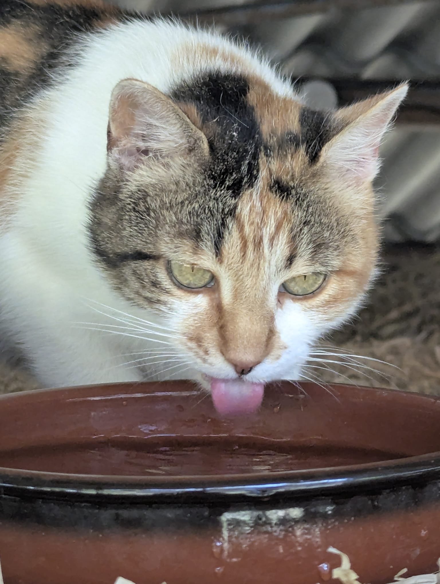 Un chat tacheté mange dans un bol en terre cuite, sa langue touche l'eau en pleine nature au Domaine de Maynard.
