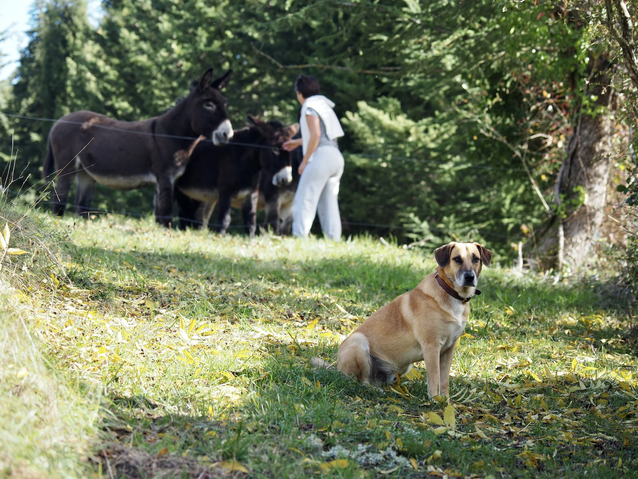 Hébergement écologique en Occitanie pour stages yoga et séjours collectifs, chambres simples et reposantes. Gîte de groupe 15 personnes dans l’Aude, entre Pyrénées et Ariège, au cœur d’un écolieu rural.