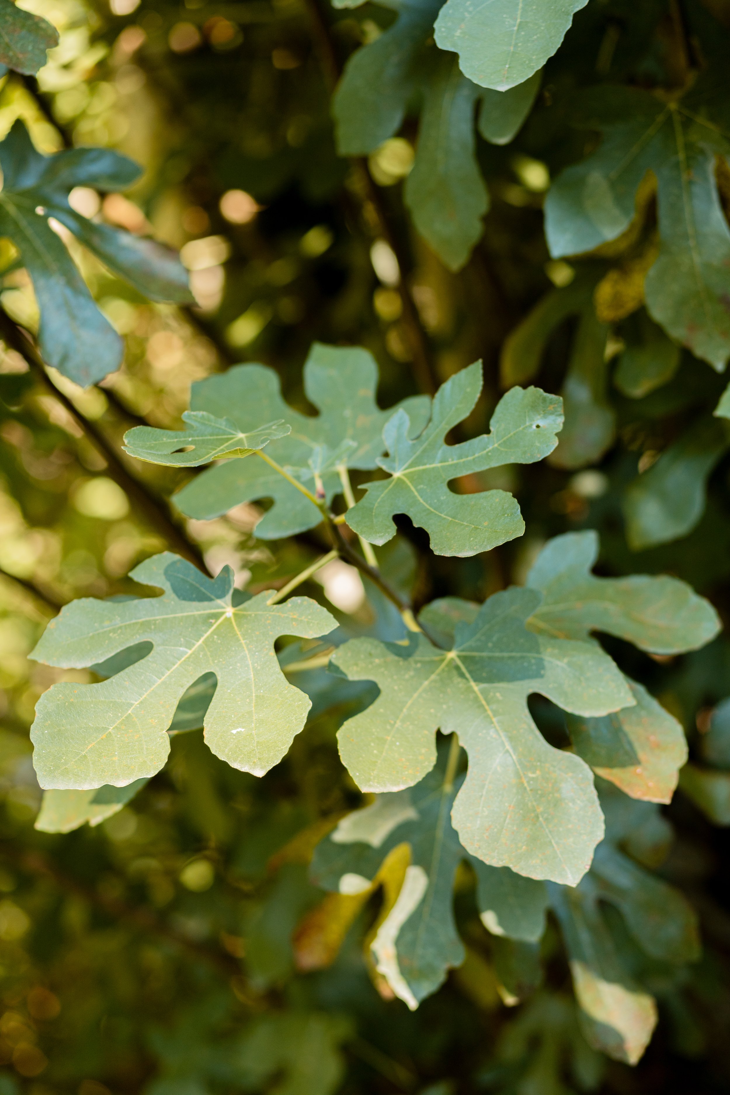 Alimentation vivante dans un lieu de retraite yoga en Occitanie. Cuisine naturopathique, végétarienne, issue du potager et de circuits courts. Location de gîte écologique 15 personnes dans l’Aude, accessible Toulouse Montpellier.