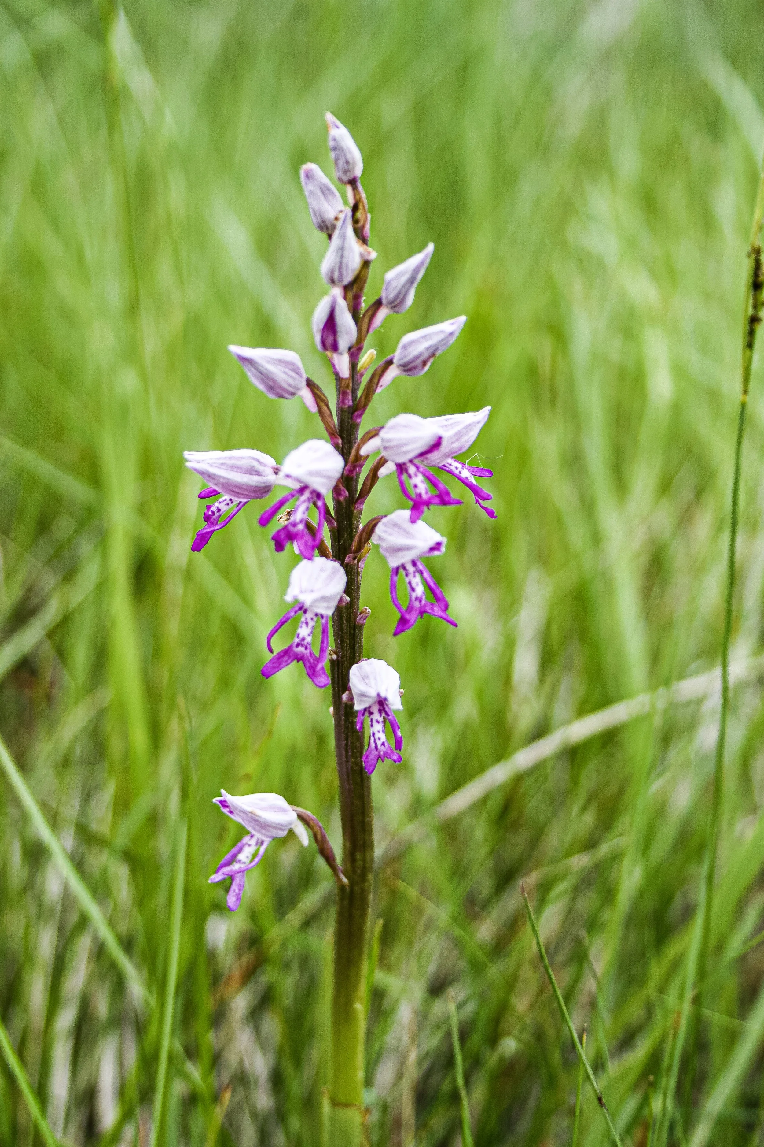 Séjours de retraite et stage bien-être en Occitanie dans un gîte de groupe 15 personnes. Cadre nature, salle de pratique, Aude.