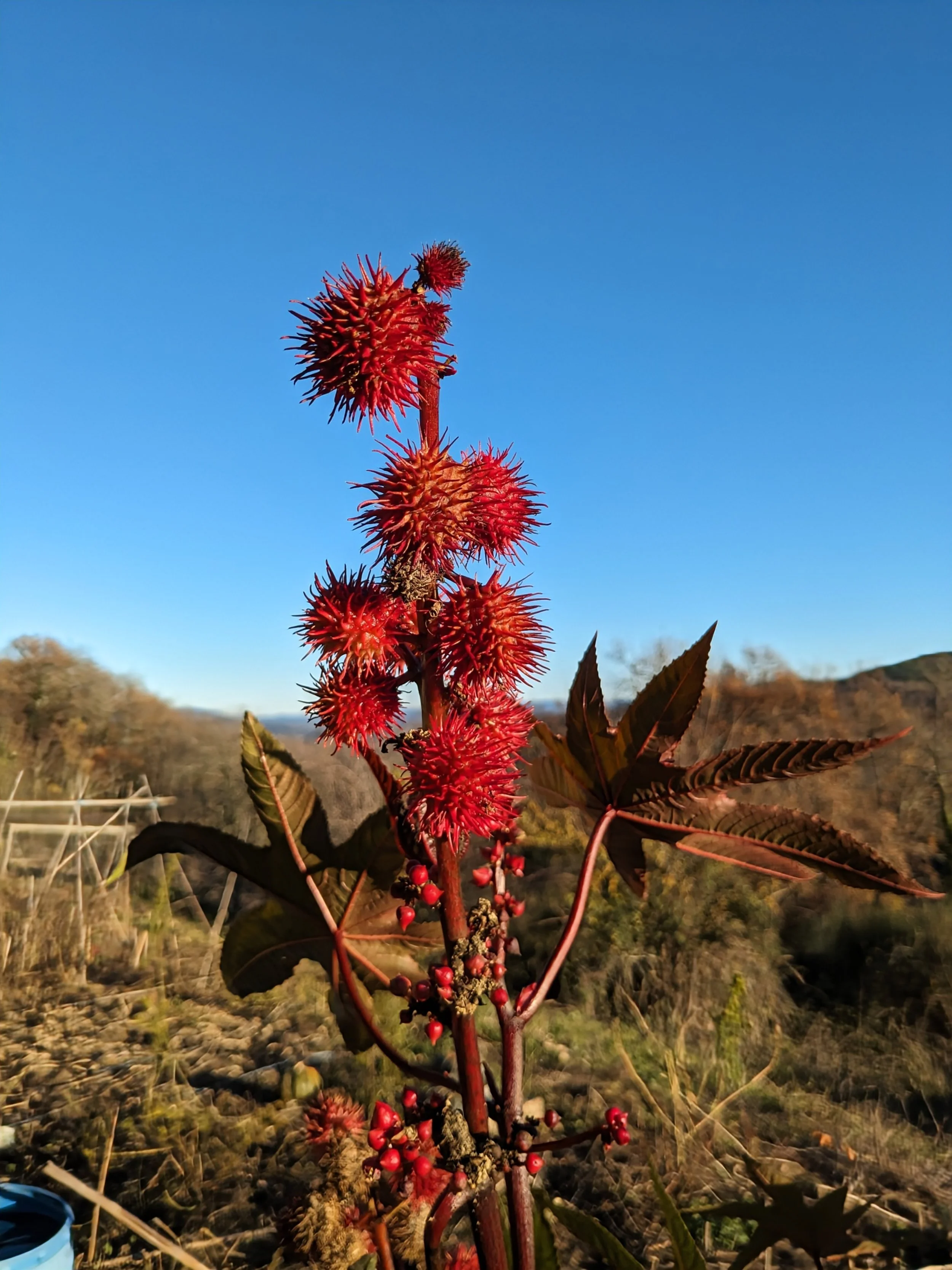 Étangs naturels et biodiversité d’un écolieu en Occitanie, au service des retraites et stages bien-être. Eau de source, insectes, oiseaux et flore aquatique composent un milieu vivant. Location de gîte écologique 15 personnes dans l’Aude.