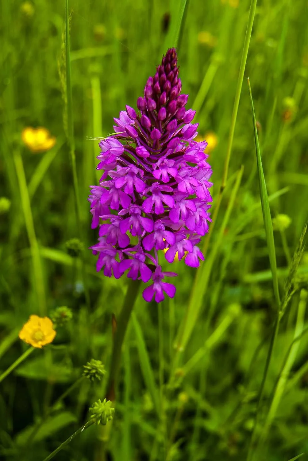 Lieu de formation bien-être en Occitanie avec gîte écologique et accueil de groupes. Retraites yoga et stages dans l’Aude.