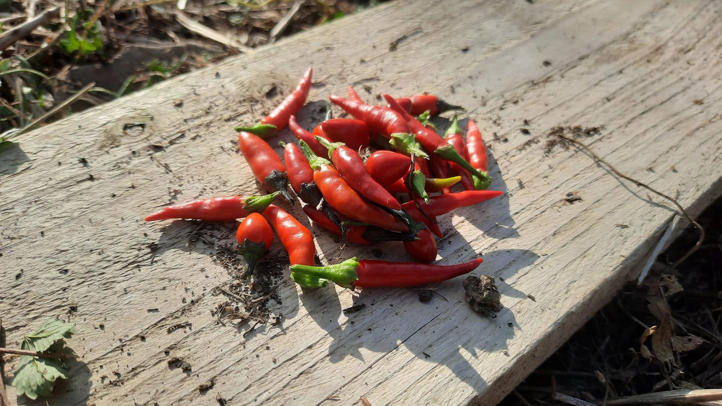 Recettes ayurvédiques de gîte de groupe en Occitanie, conçues pour stages yoga et formations. Plats digestes, végétariens, faciles à préparer. Location de lieu de stage dans l’Aude.