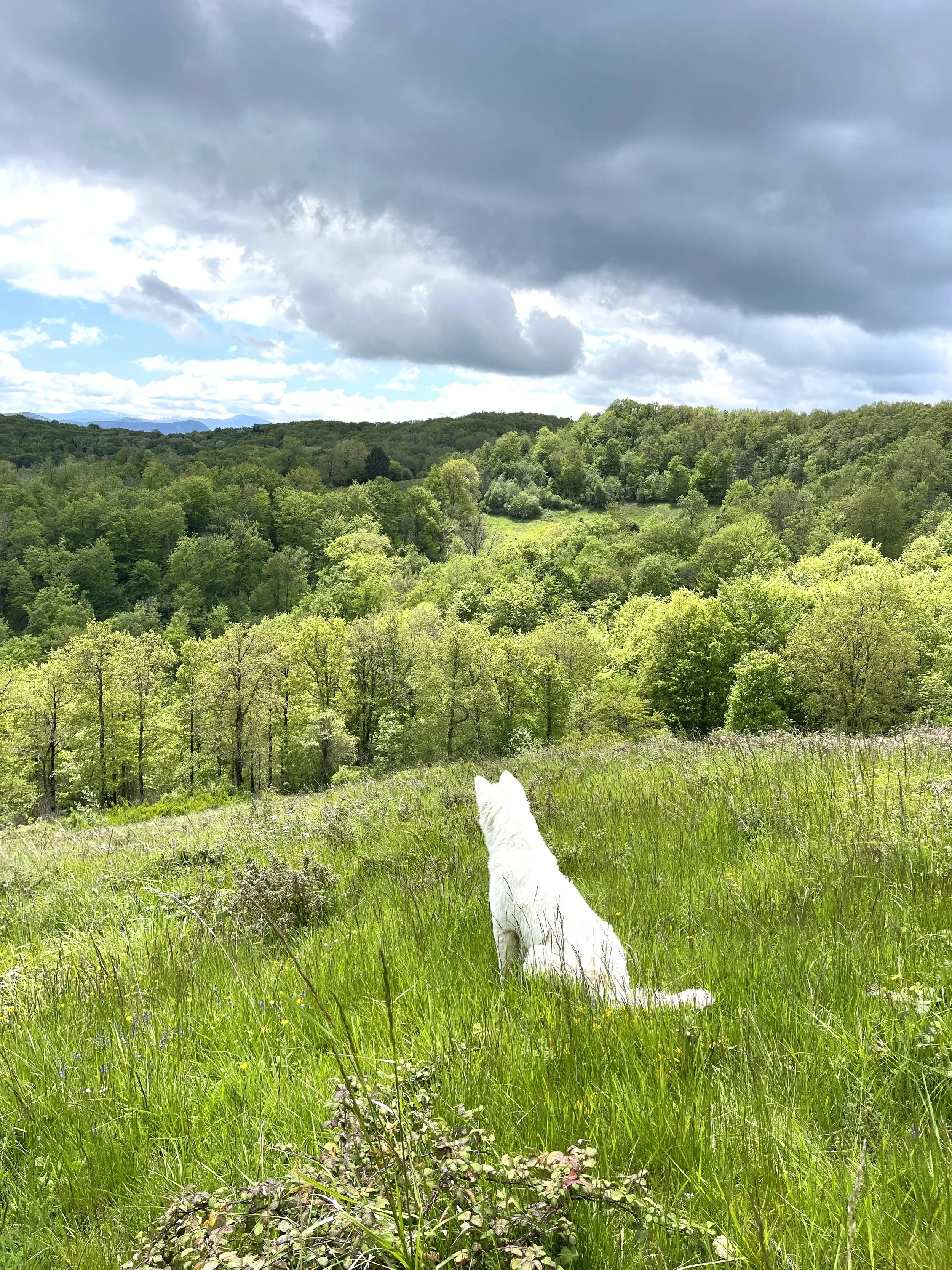 Gîte écologique en Occitanie proposant une salle de pratique pour retraites yoga et stages bien-être. Capacité 15 personnes, matériaux naturels, silence et continuité avec l’environnement. Lieu de stage dans l’Aude, proche Pyrénées.