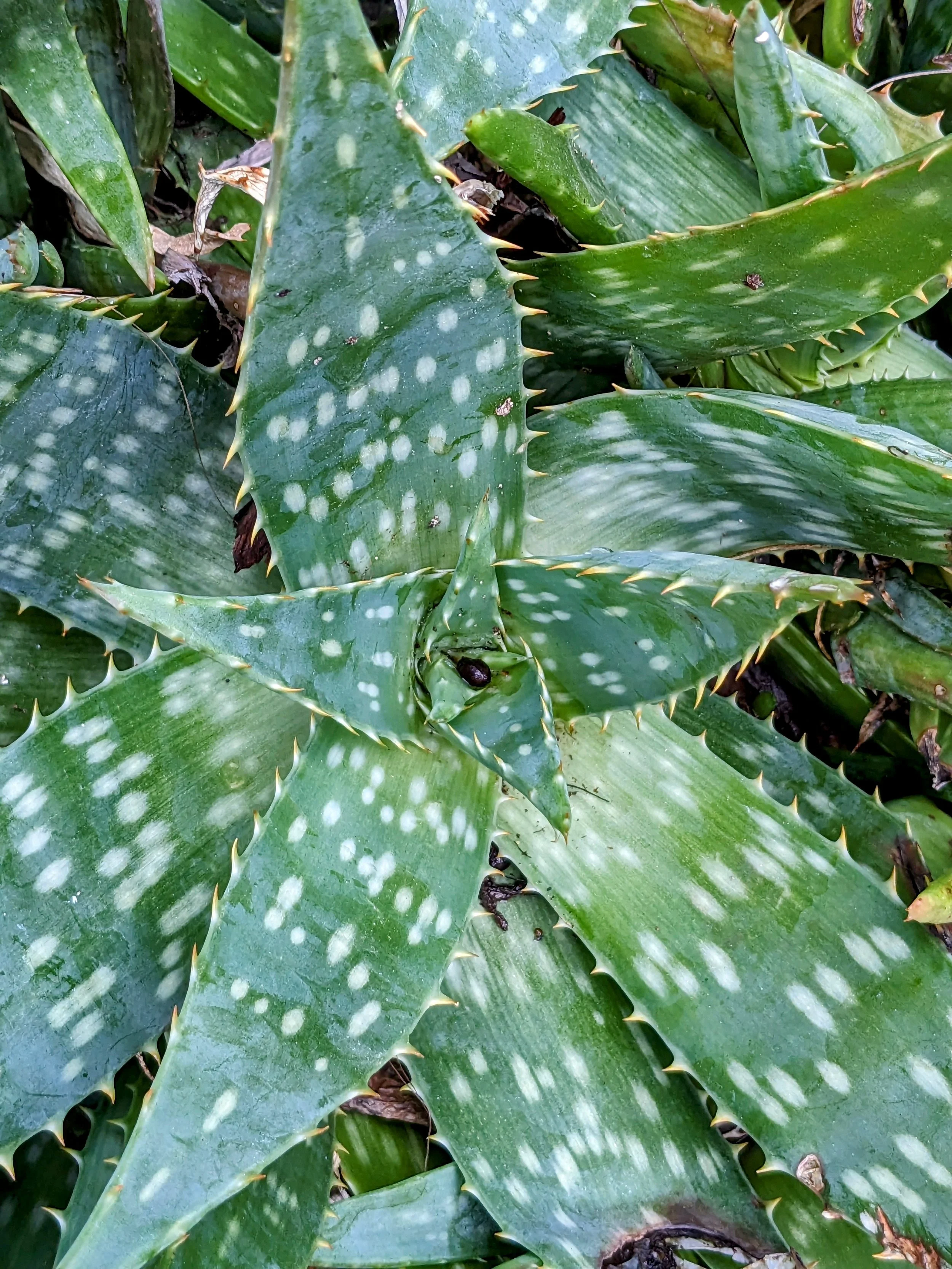 Cuisine végétarienne et ayurvédique dans un gîte de groupe en Occitanie. Repas pensés pour soutenir la pratique lors de retraites yoga et stages de développement personnel. Produits locaux bio de l’Aude et Pyrénées.