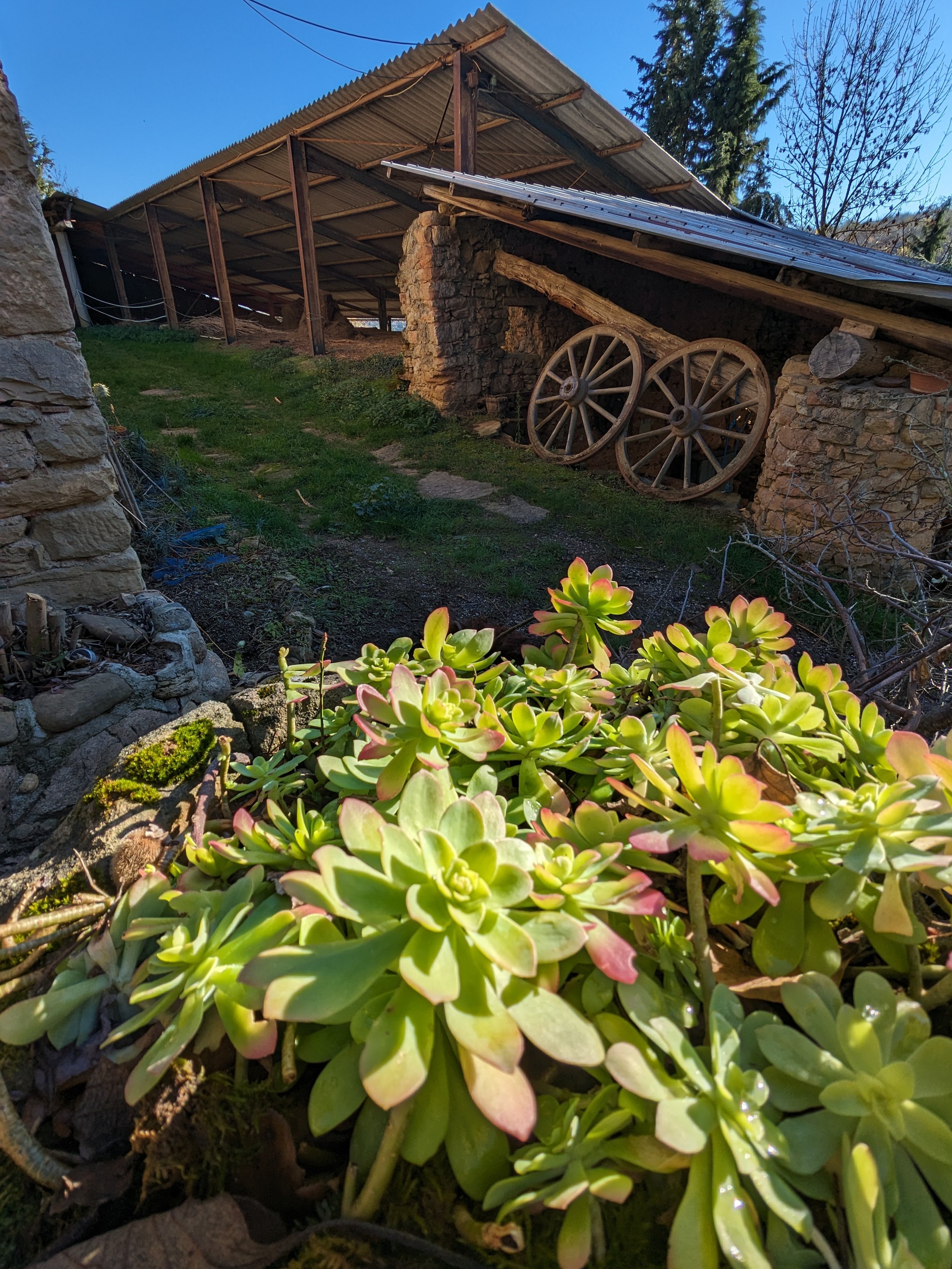 Faune et flore d’un lieu de retraite yoga en Occitanie, où la nature n’est pas décorative mais habitée. Forêt, étangs et prairies accompagnent stages et séjours collectifs. Gîte de groupe dans l’Aude, proche Pyrénées et pays cathare. Location de vaca