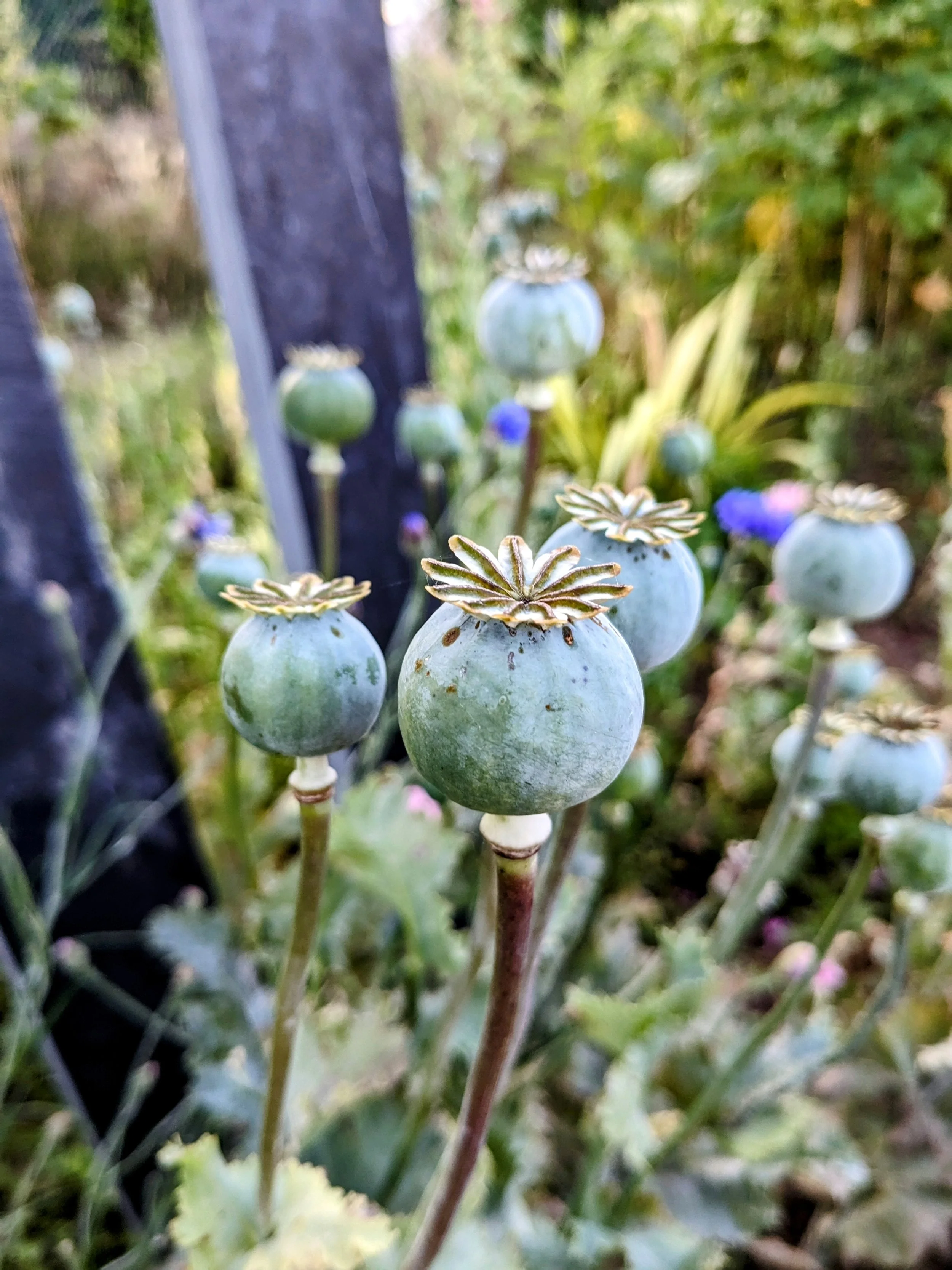 Forêt habitée d’un gîte de groupe en Occitanie, refuge pour animaux sauvages et espace de marche silencieuse. Écolieu rural accueillant retraites yoga, stages de développement personnel et séjours nature dans l’Aude.