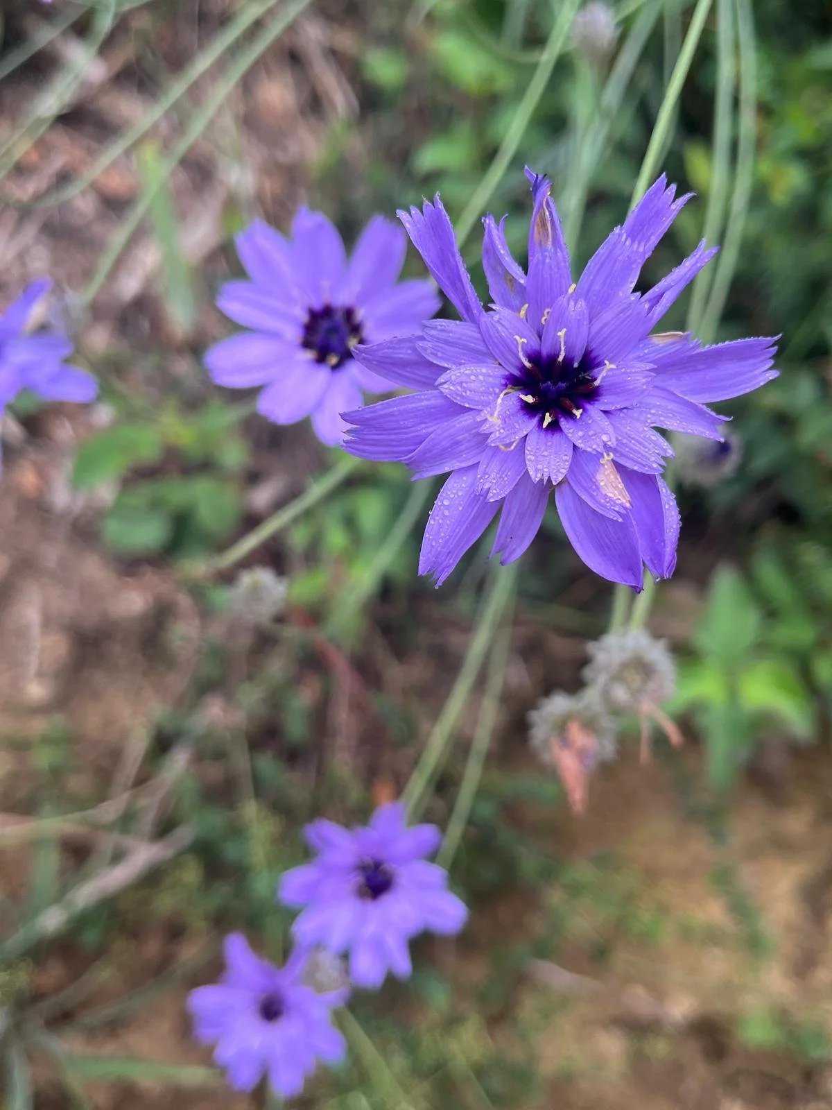 Lieu de stage et de retraite en Occitanie, au cœur d’un écolieu paysan. Gîte écologique 15 personnes, salle de pratique polyvalente, forêt et silence. Location de gîte de groupe dans l’Aude, idéal pour yoga, bien-être et formations.
