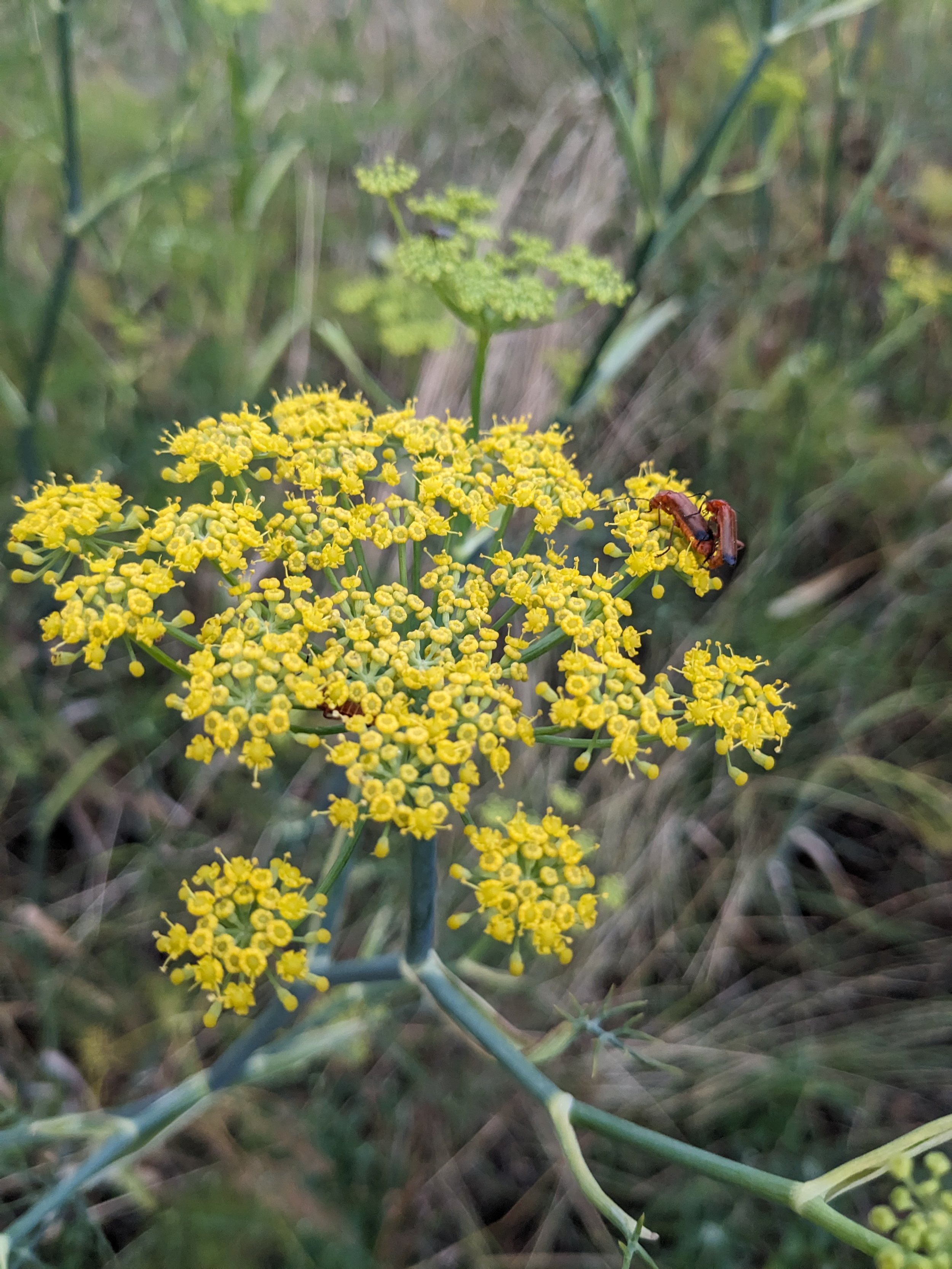 Histoire d’un gîte écologique en Occitanie, anciennement ferme isolée de la haute vallée de l’Aude. Aujourd’hui, location de lieu pour retraites yoga, stages bien-être et formations, dans un cadre naturel préservé. Le domaine de Maynard fut la maison