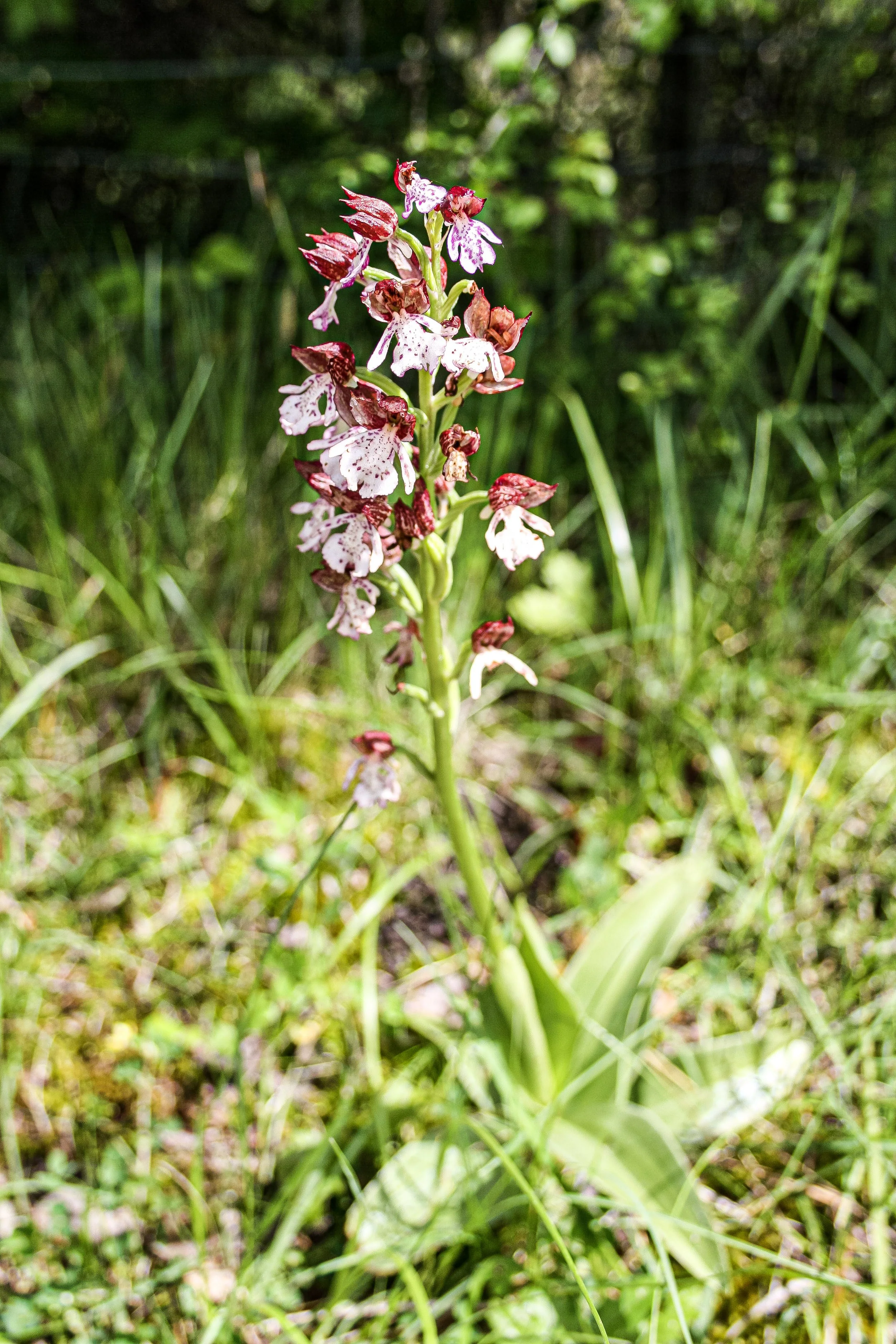 Une plante avec une tige verticale et des fleurs blanches avec des taches pourpres, se trouvant dans une zone herbeuse au Domaine de Maynard.