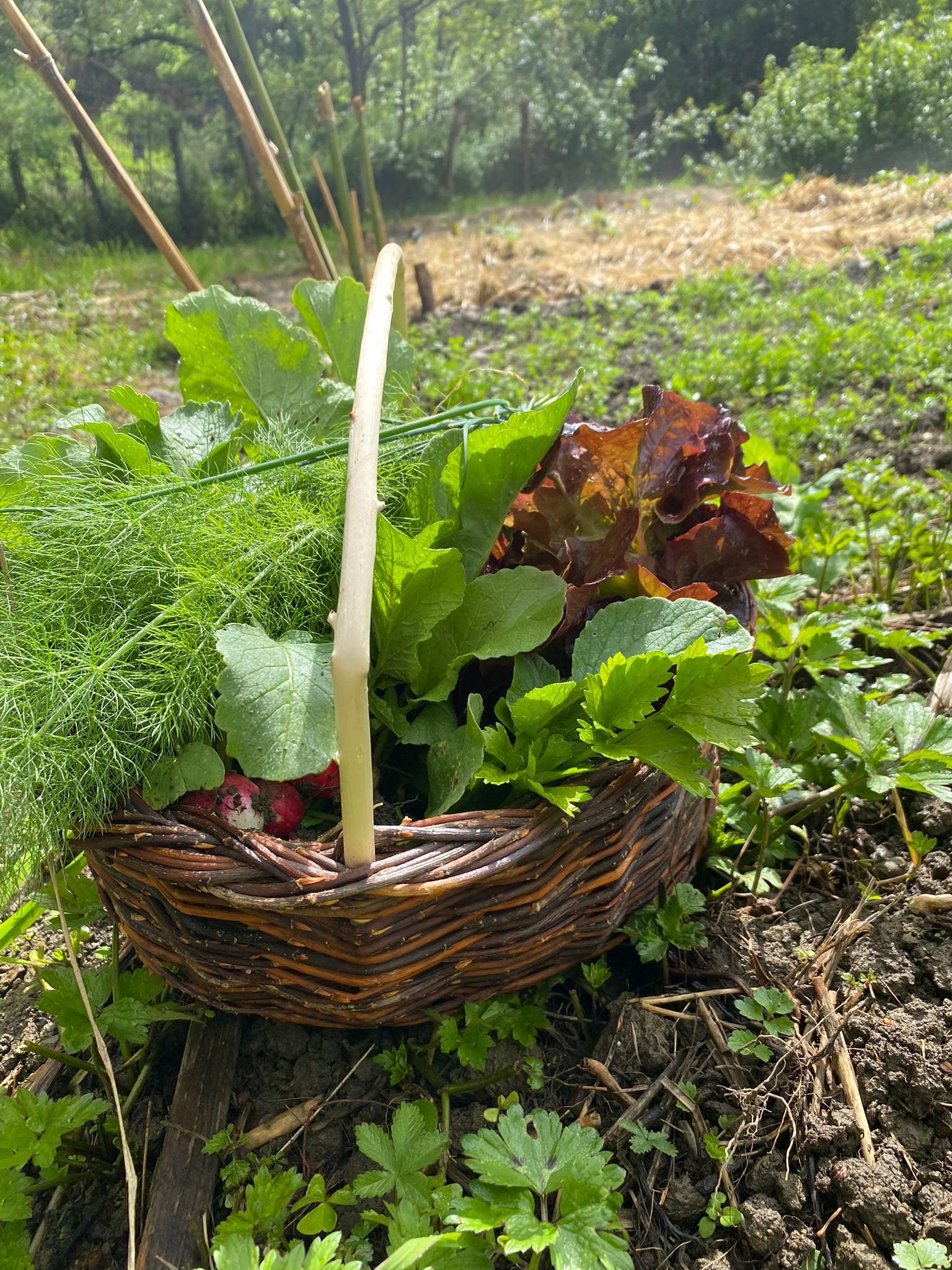Panier en osier rempli de légumes verts frais dans un champ au Domaine de Maynard, gite de groupe pour 15 personnes.