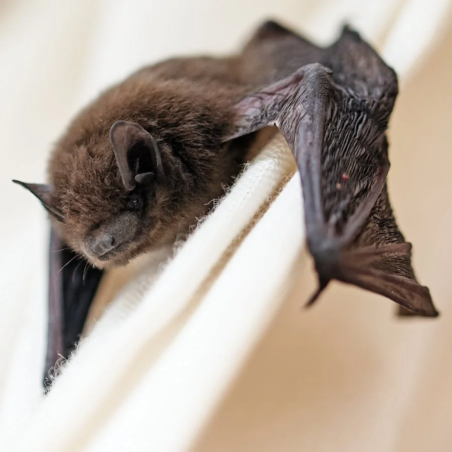 A small brown bat sleeping on a white fabric surface.