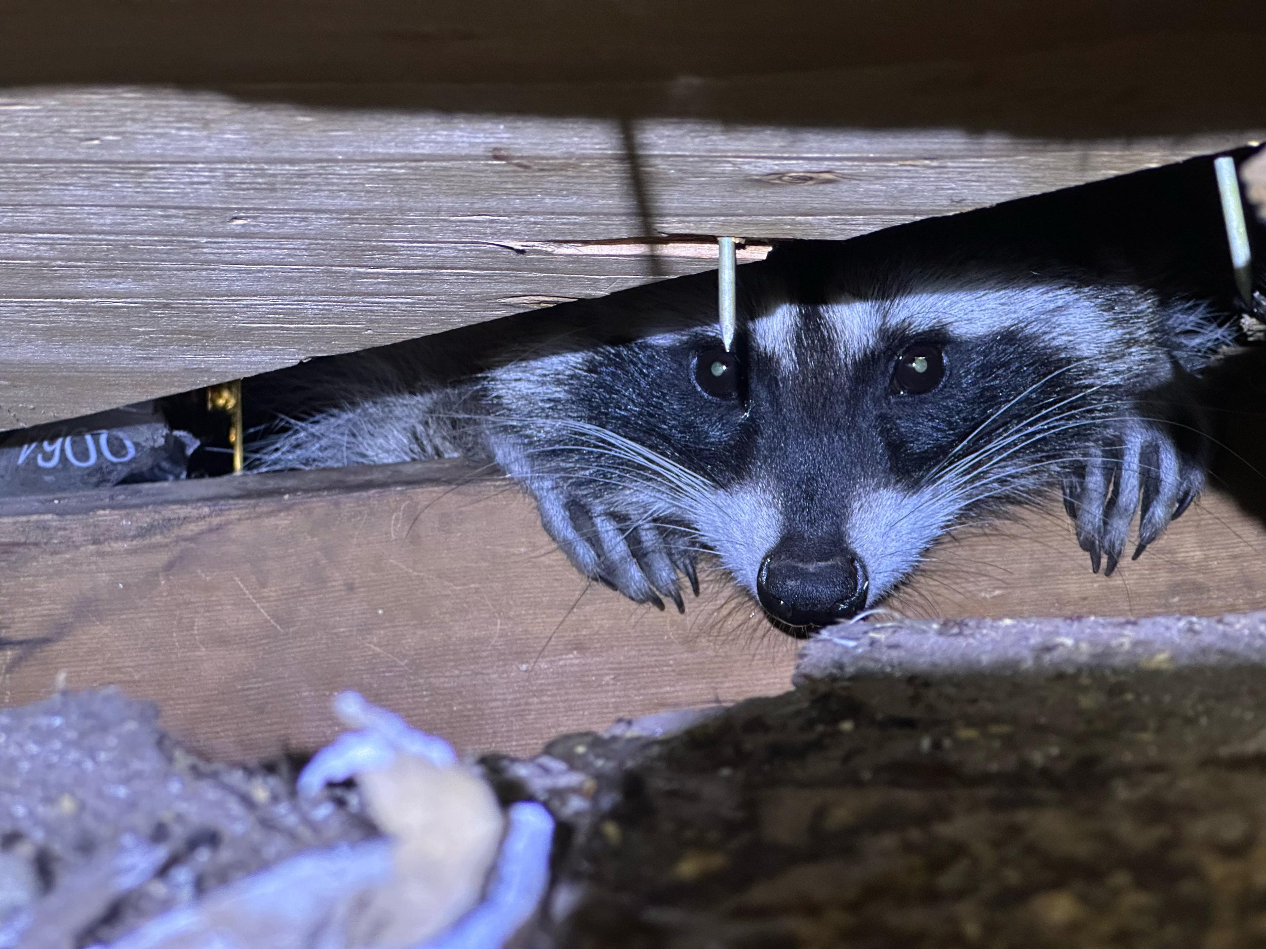 Safe and Humane Wildlife Removal