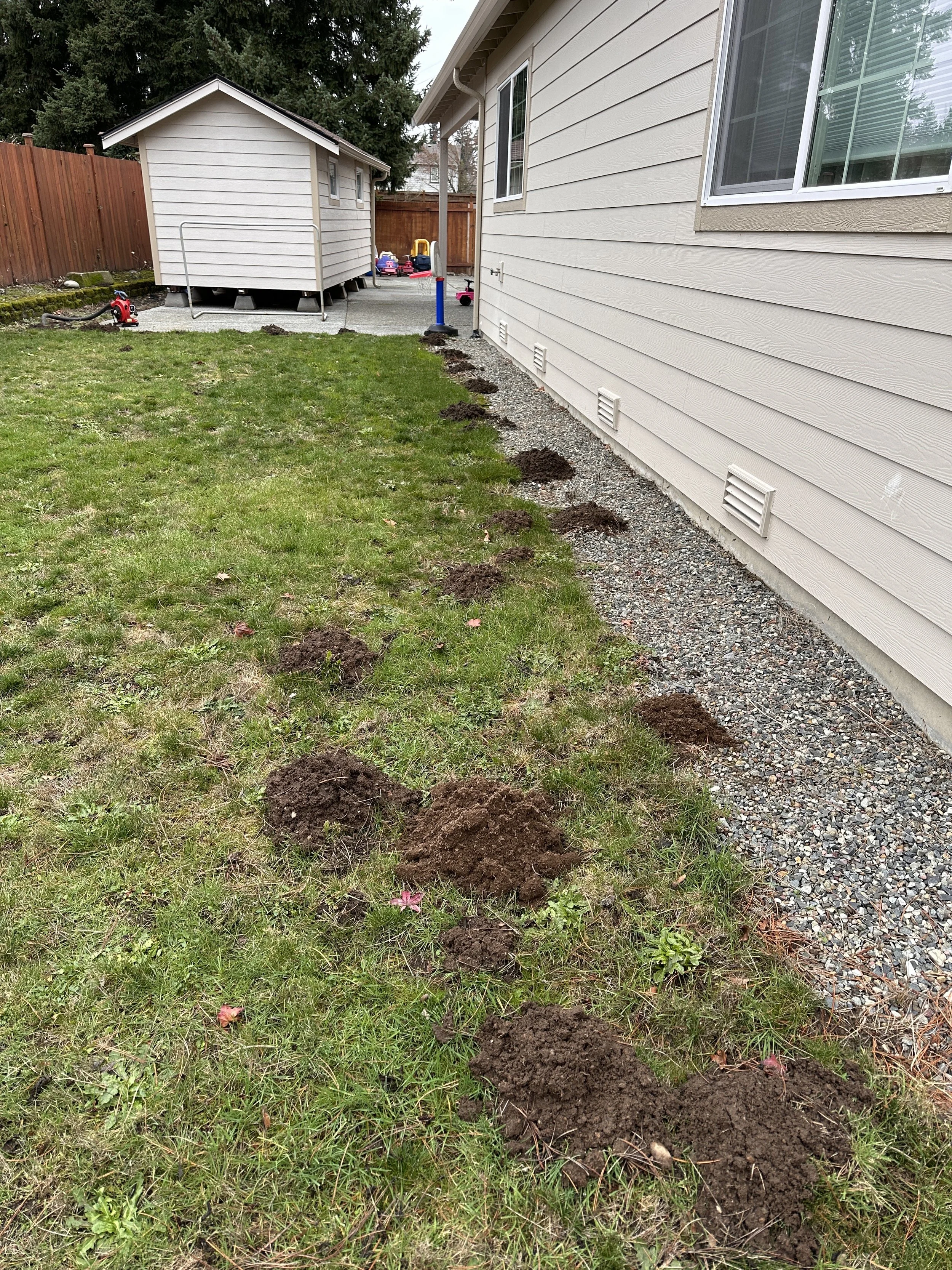 A backyard with a row of freshly dug holes along the side of a house, possibly for planting or post installation. There is grass, a gravel pathway, and a small shed in the background.