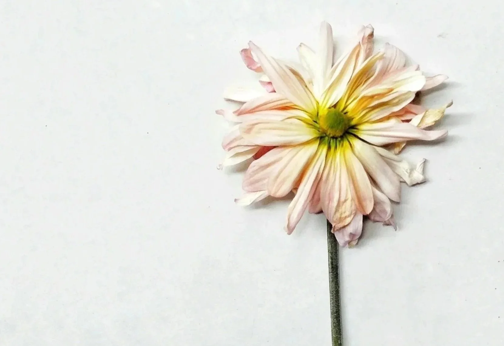 pink flowers pressed and dried