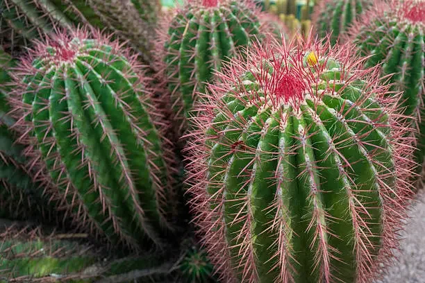 Pressed Petal Studio: Create Your Own Botanical Art with Real Pressed Flowers