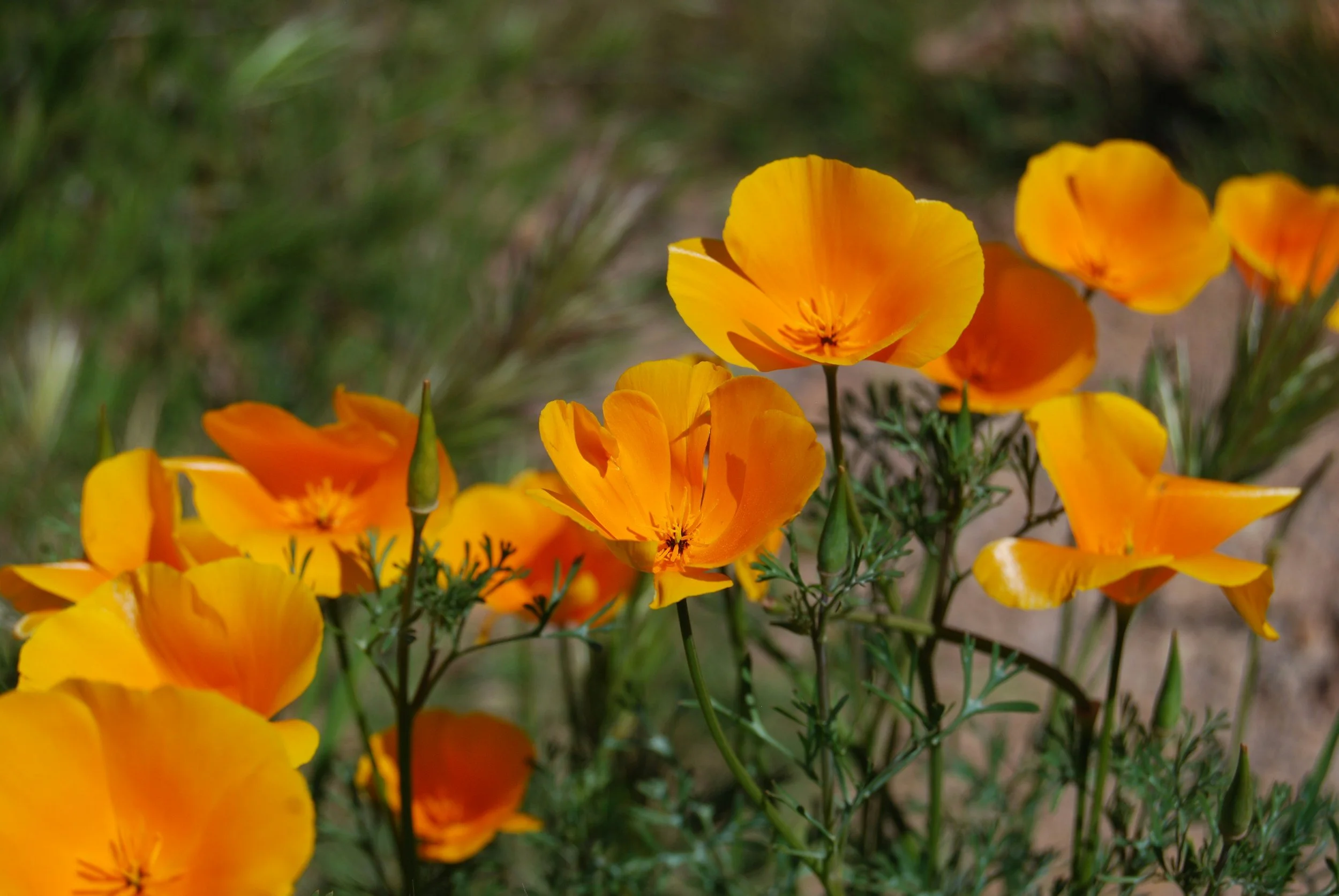 Close-up of bright orange and yellow poppy flowers blooming outdoors.