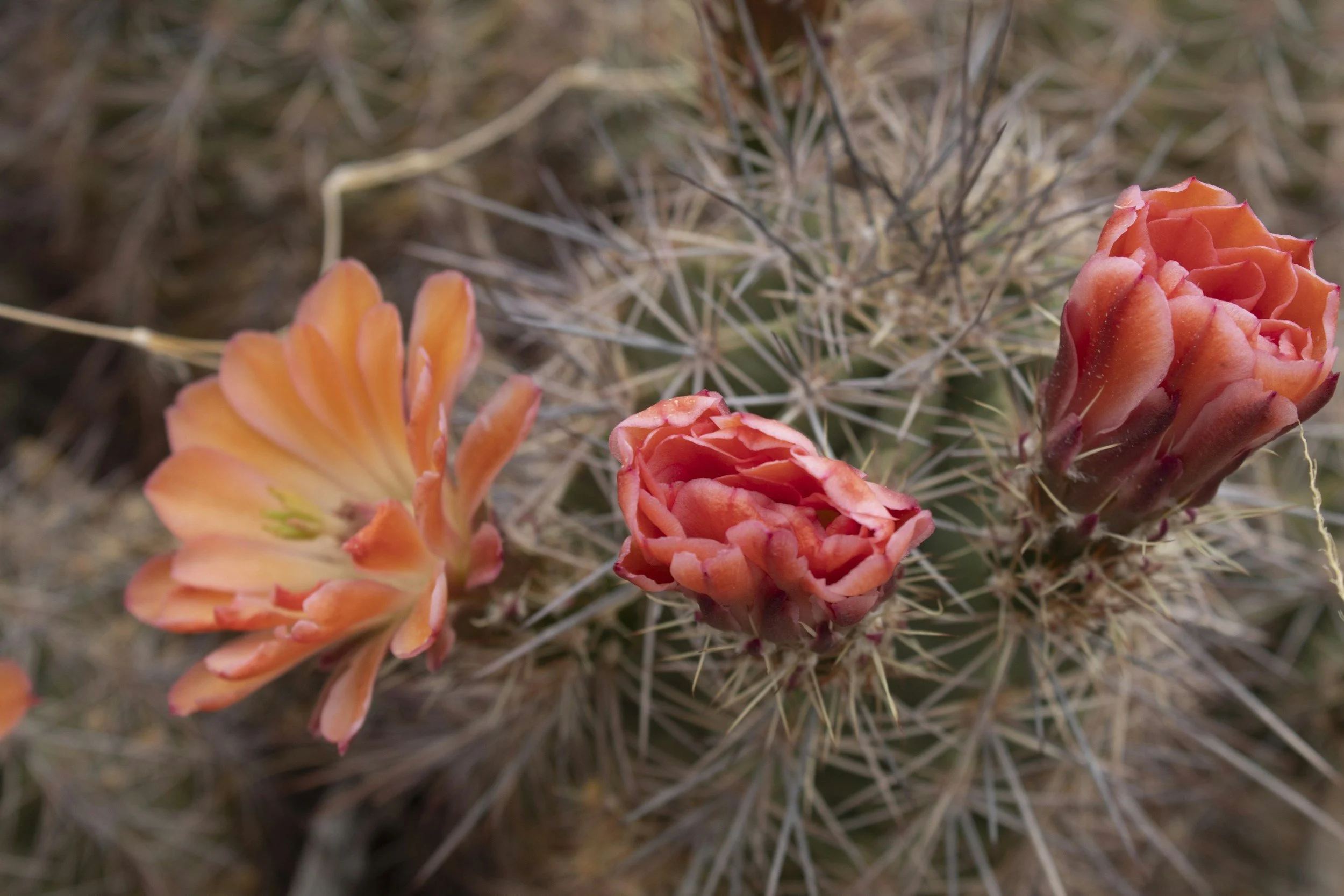 Close-up of desert cacti with orange flowers blooming among spines.