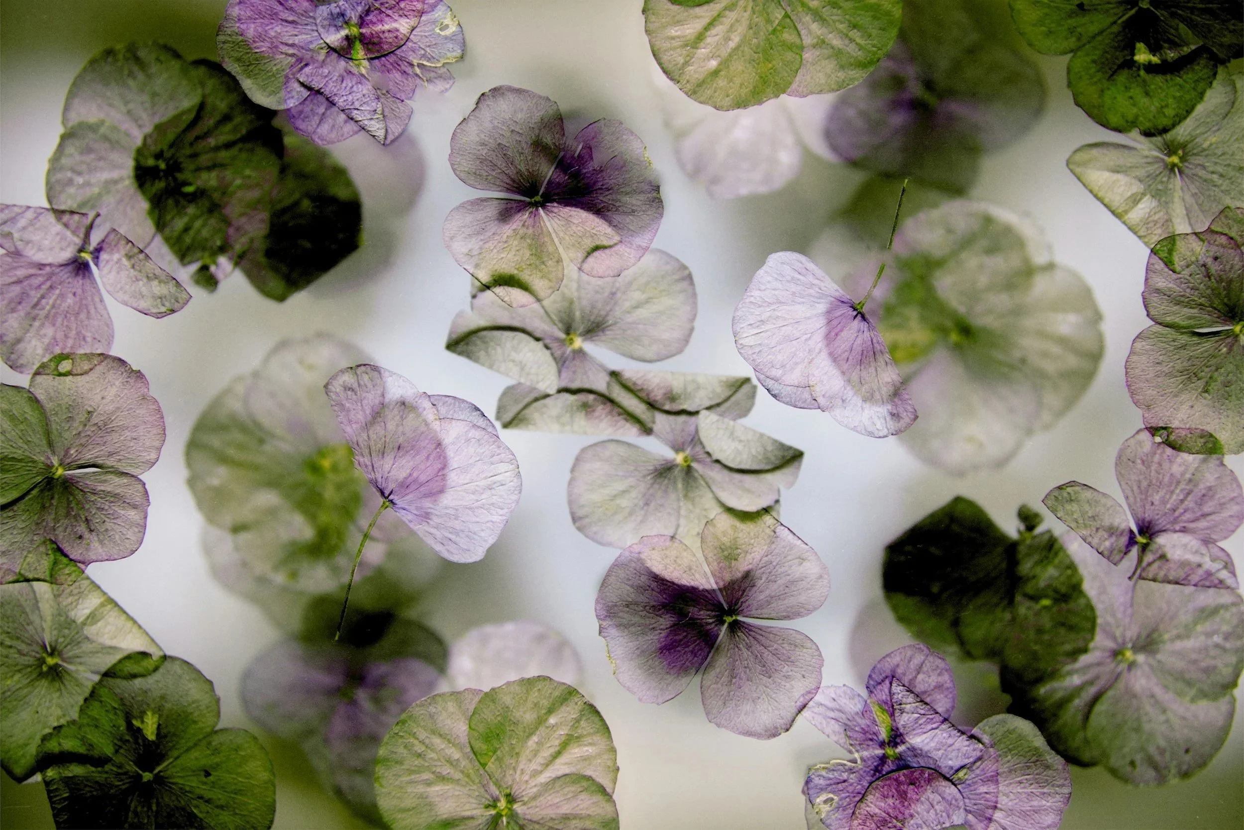 Gathered and pressed flowers from pressed flower artist