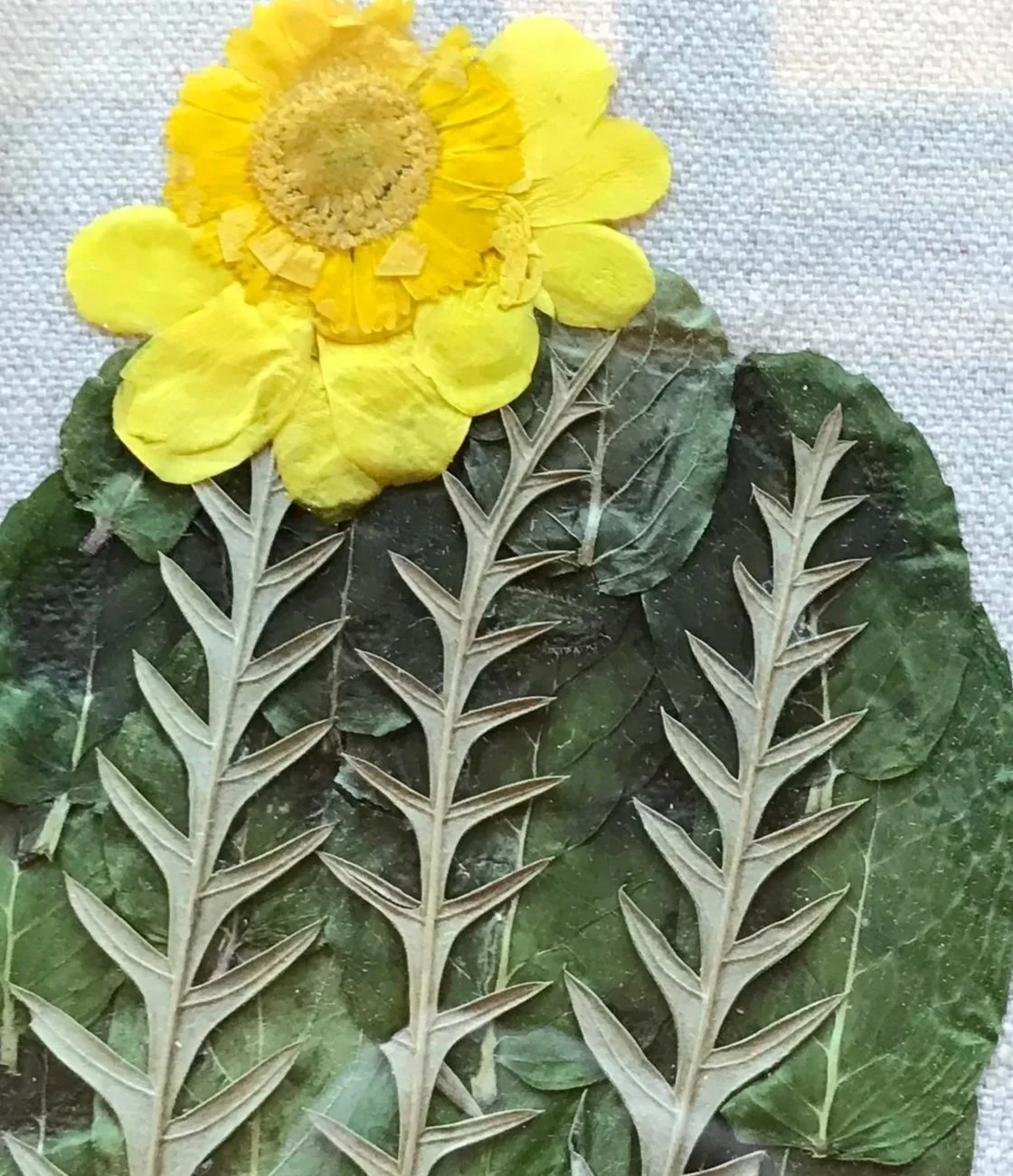 Brittlebush. Arizona Desert Barrel cactus. Mint leaves. Handmade original art.