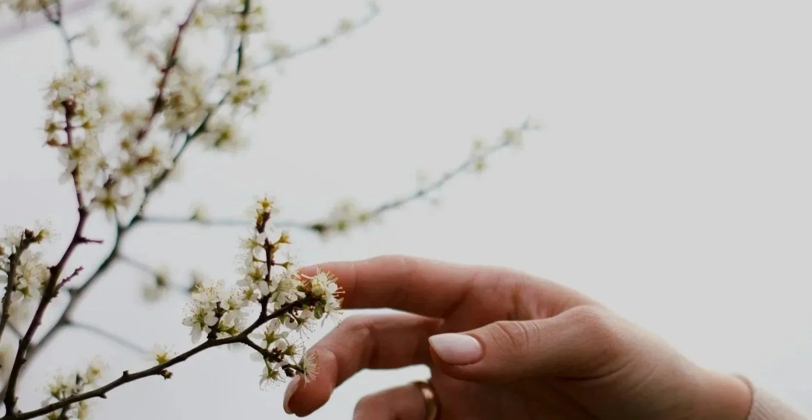 hand selected pressed flowers