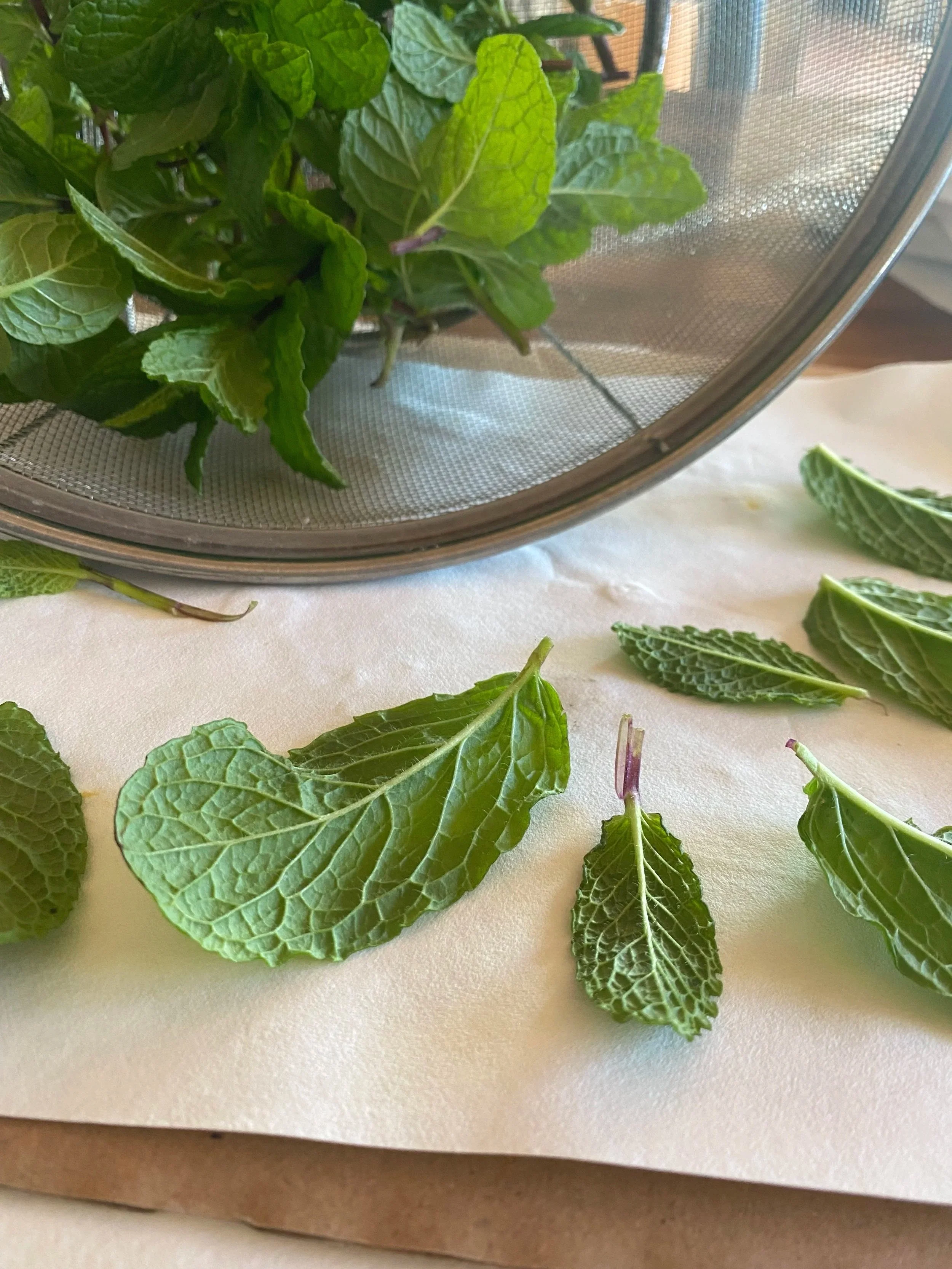 Fresh mint harvested from my Tucson AZ garden, preparing to be pressed and dried.