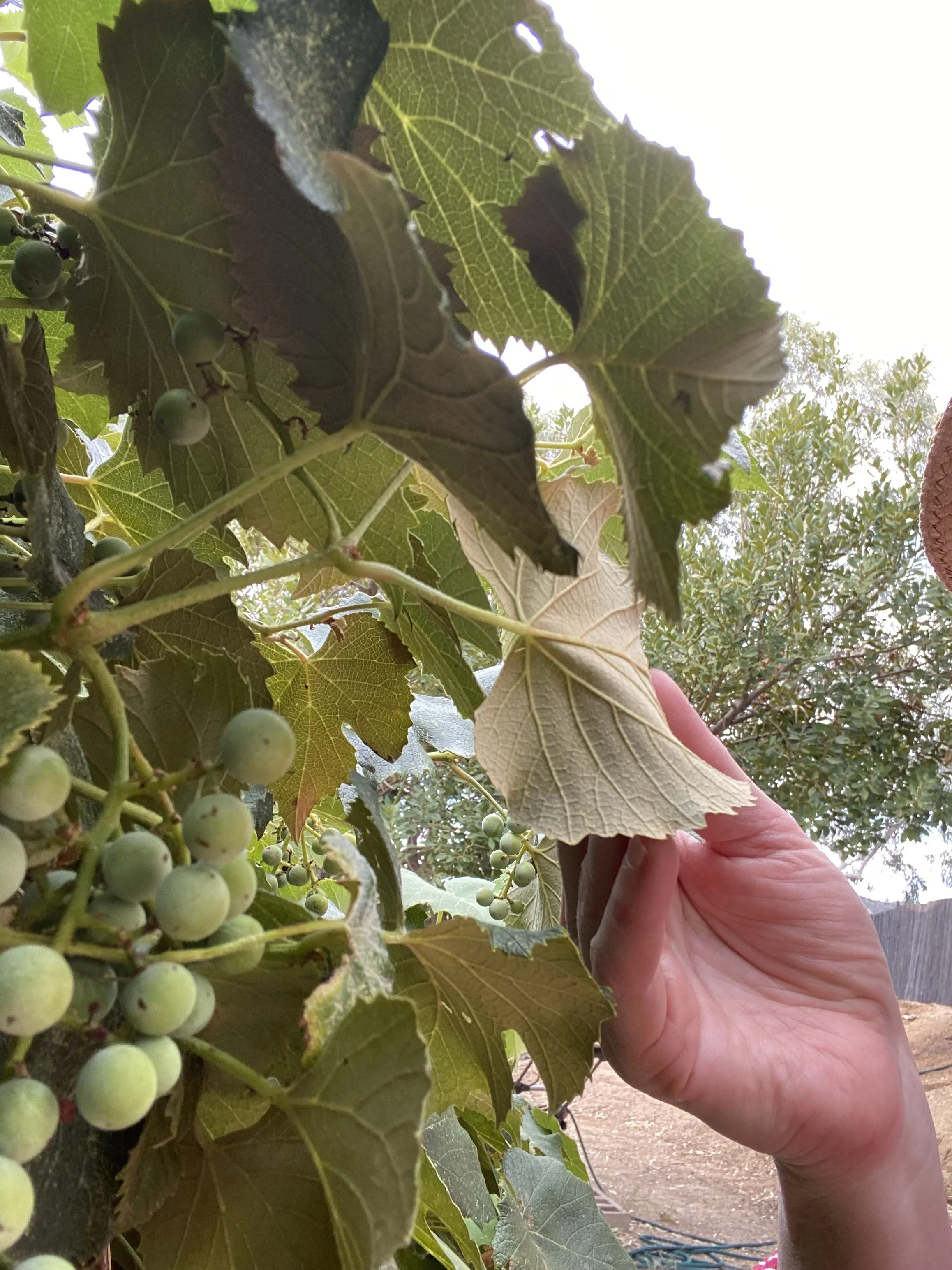 Arizona botanical artist arranging pressed flowers for original artwork