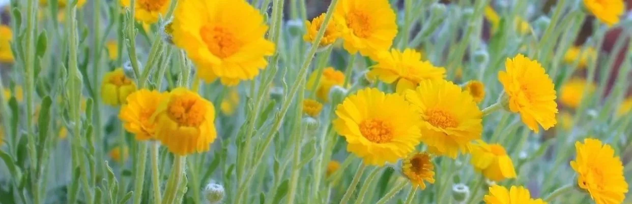 Close-up of bright yellow flowers with green stems and leaves.