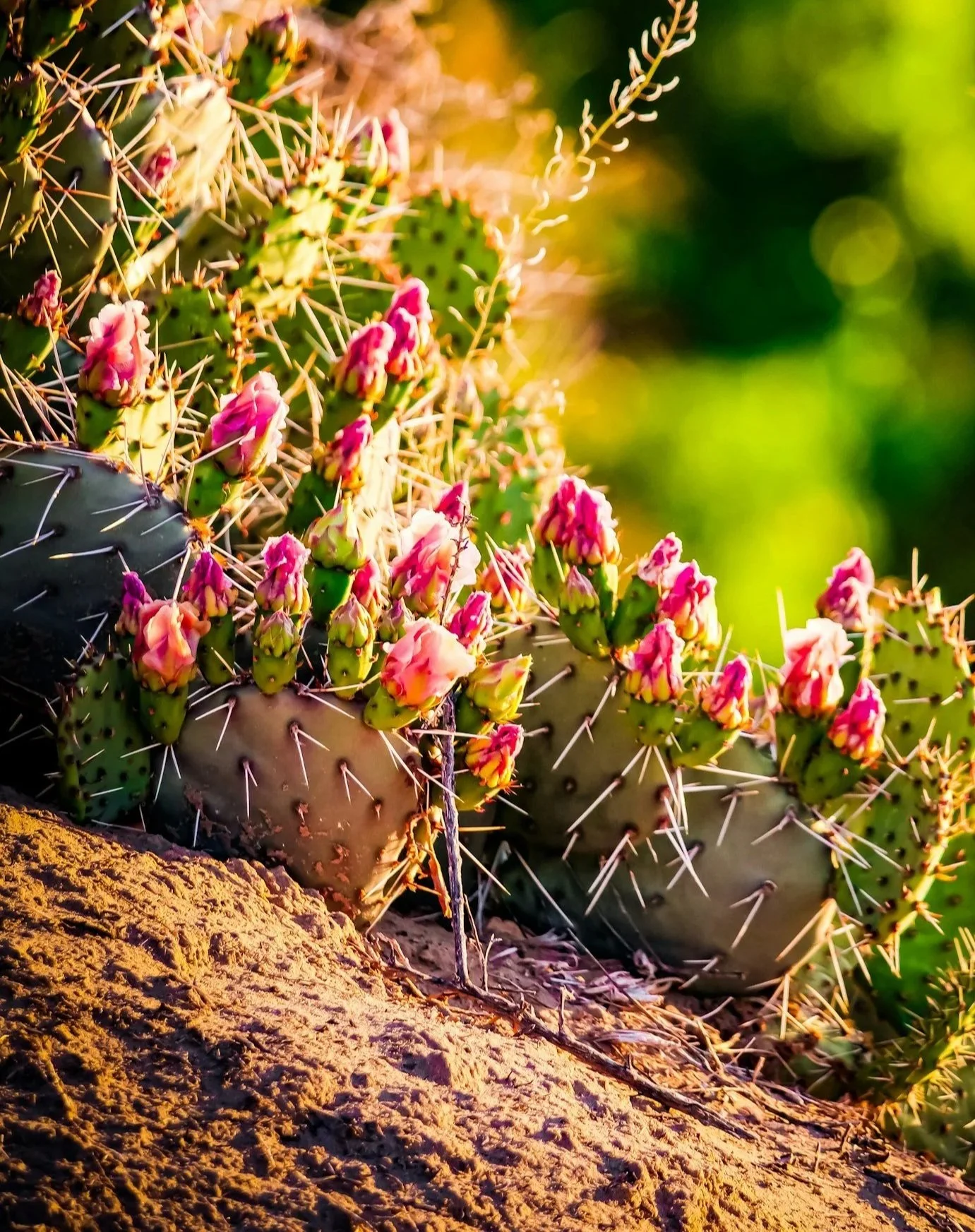 Arizona wildflowers desert landscape