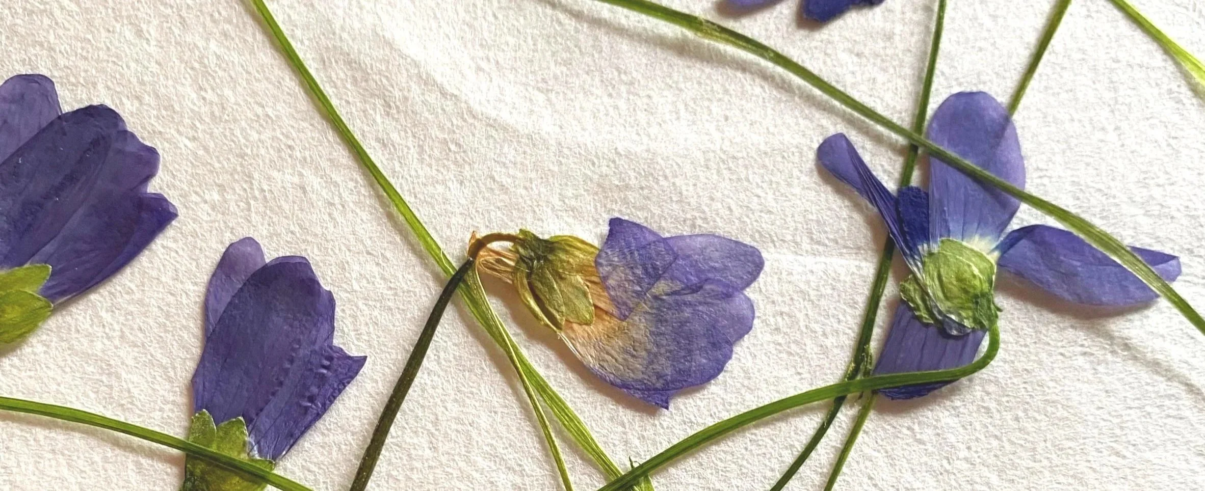 Close-up of purple flower petals and green stems arranged on a white textured surface.