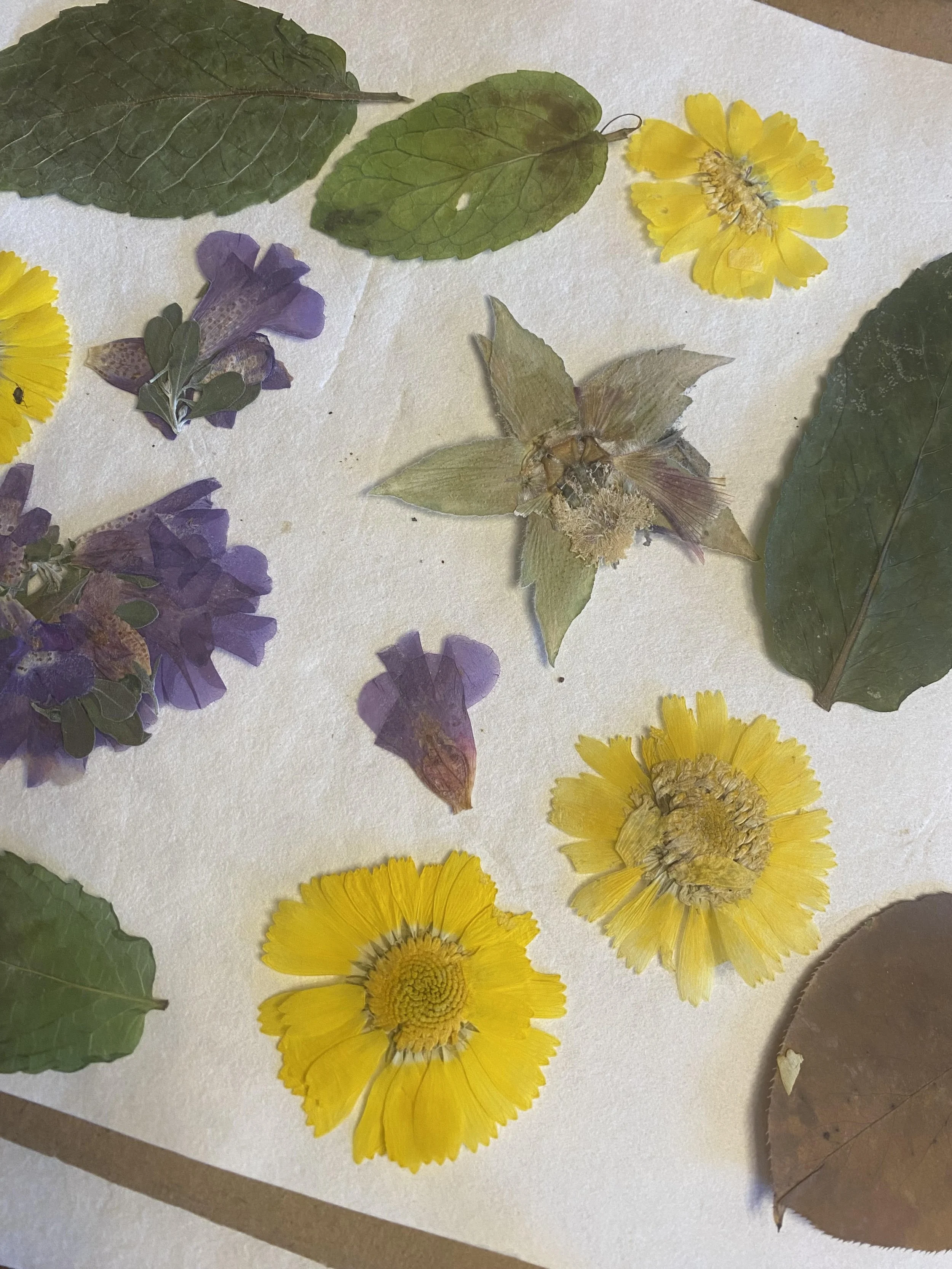 A collection of pressed leaves and yellow flowers arranged on a white surface.