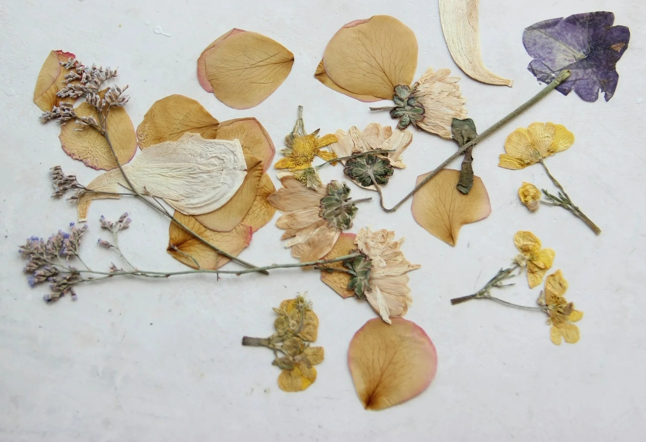 Dried flower petals and leaves arranged on a white surface.