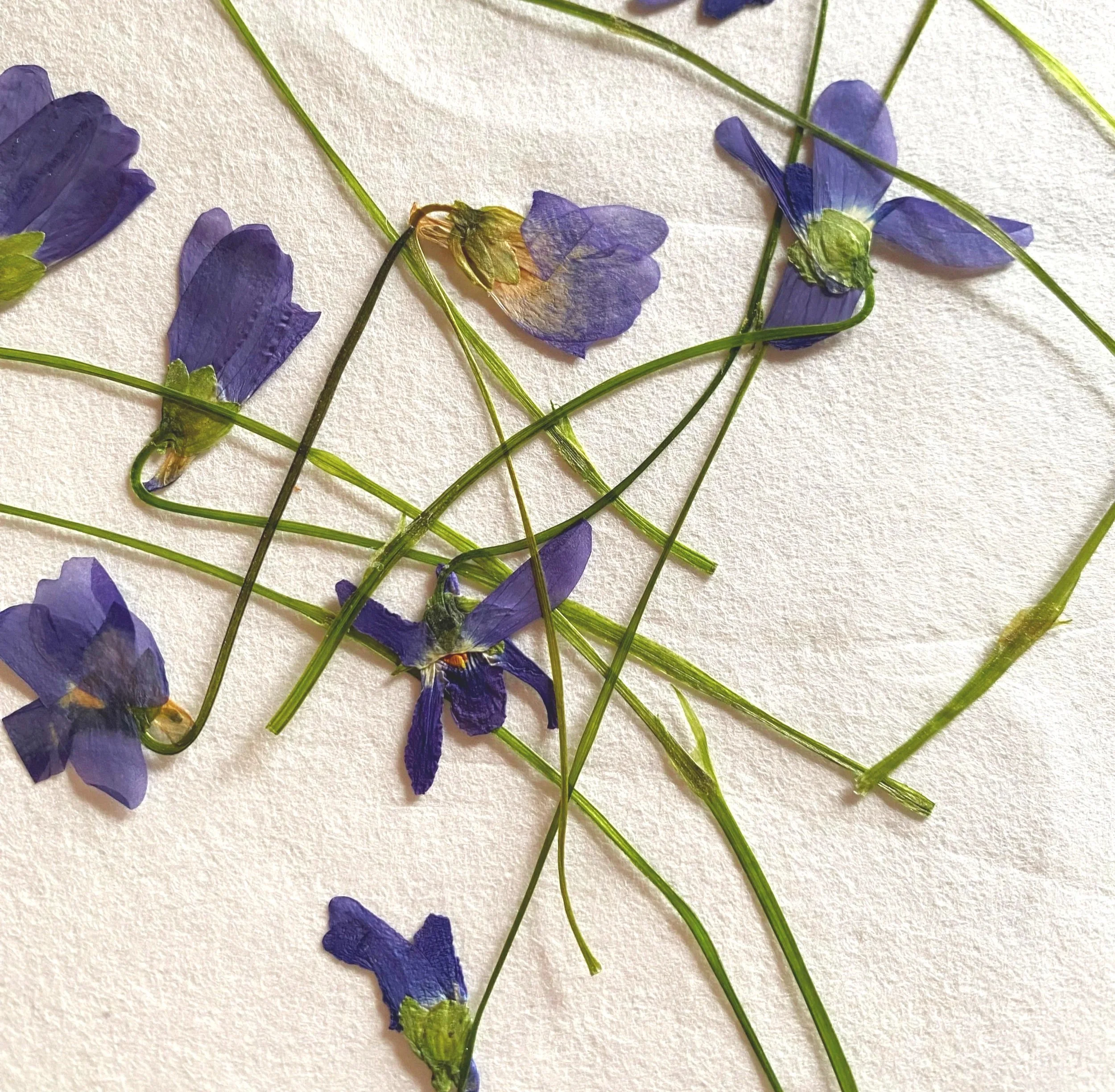 Pressed violets