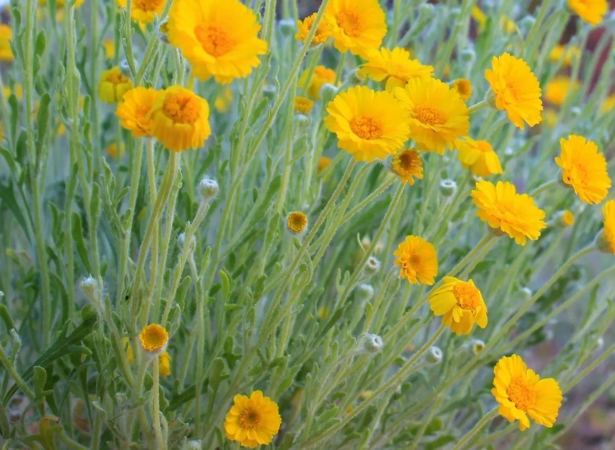 Close-up of yellow flowers with green stems and leaves, flowers are small and round with layered petals.