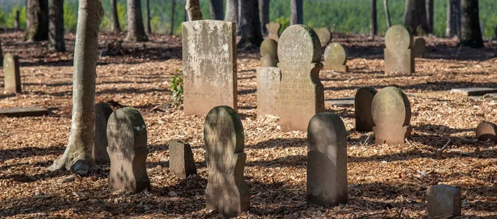 Advanced Plus - Travel Search